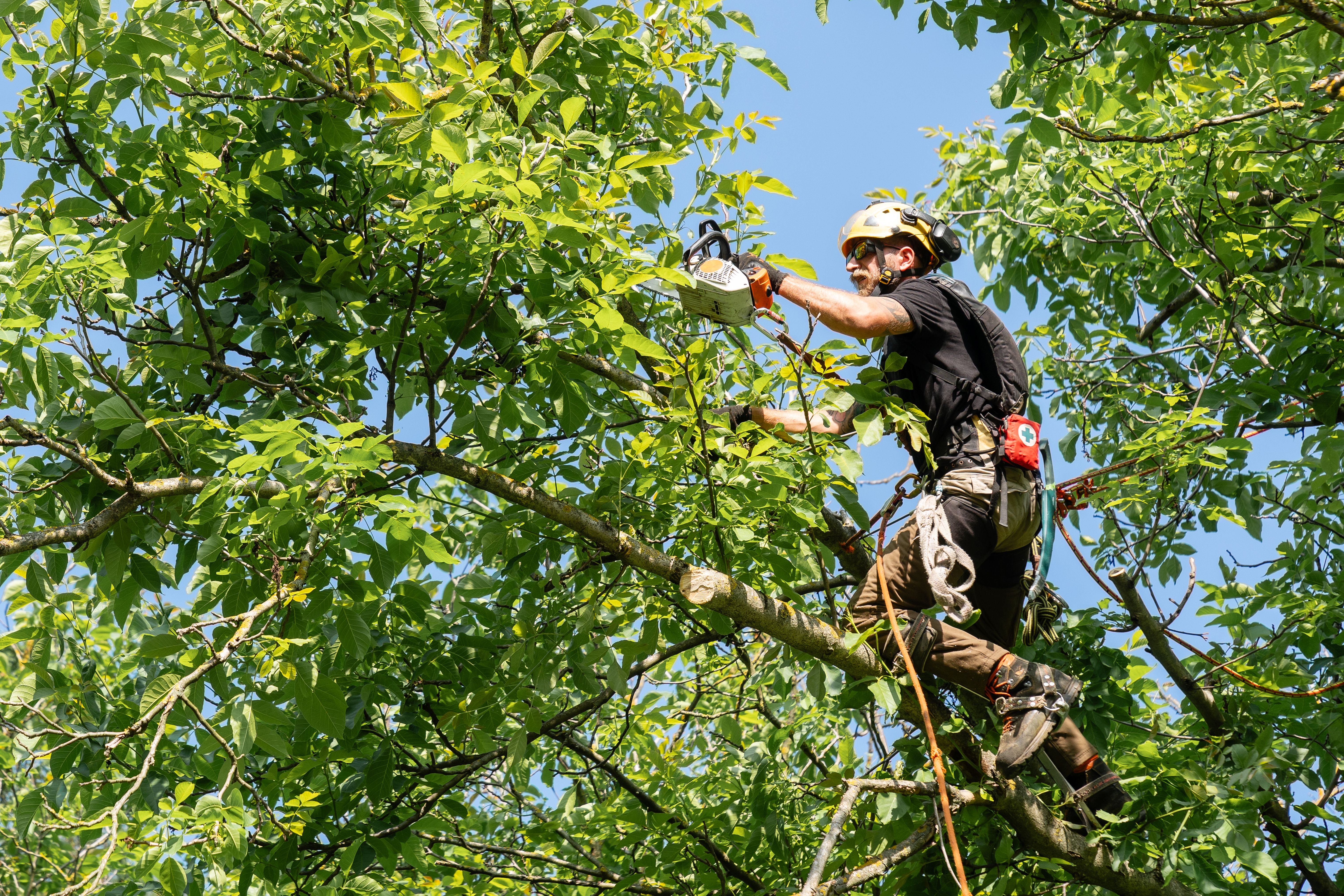 tree maintenance