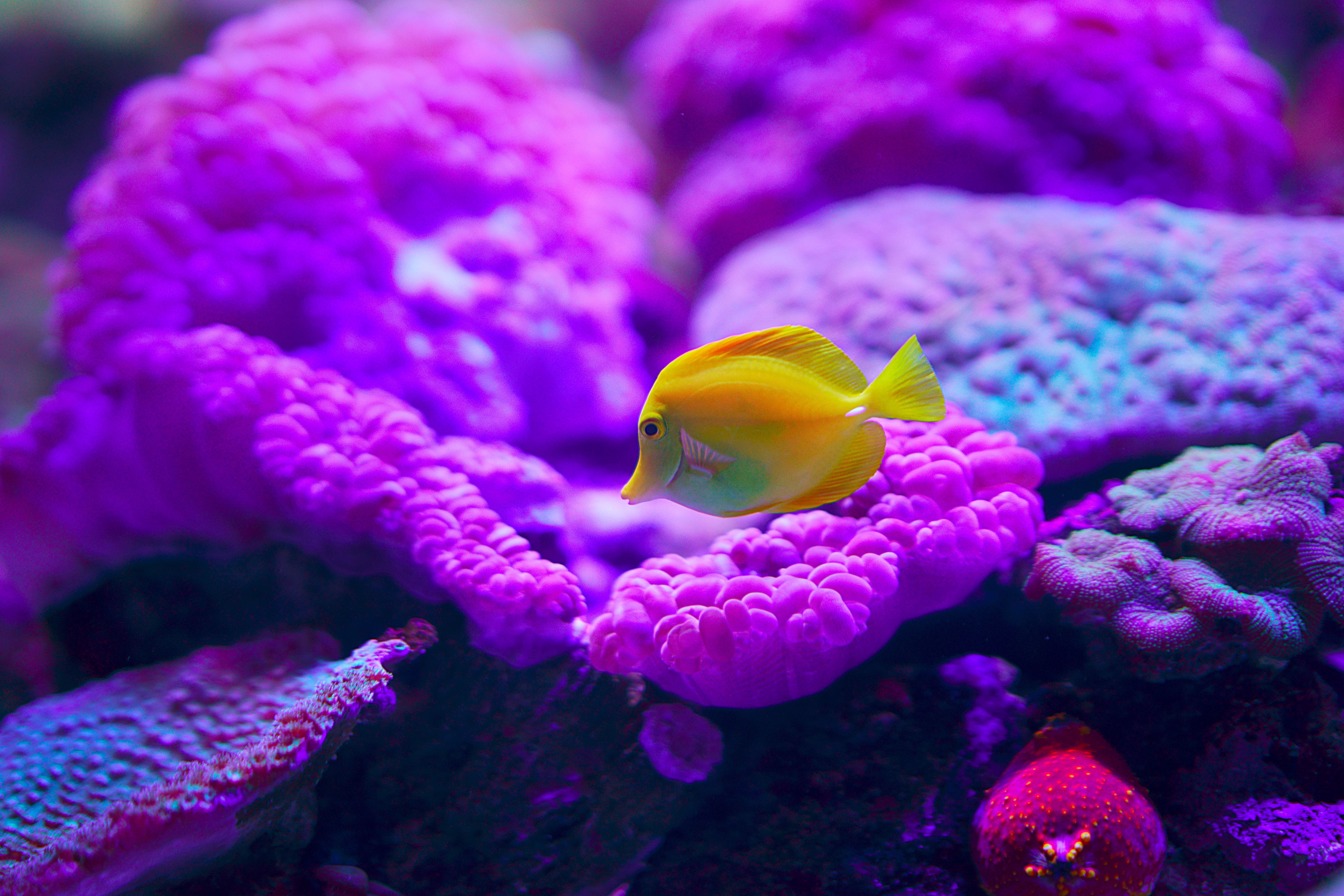 fish underwater
