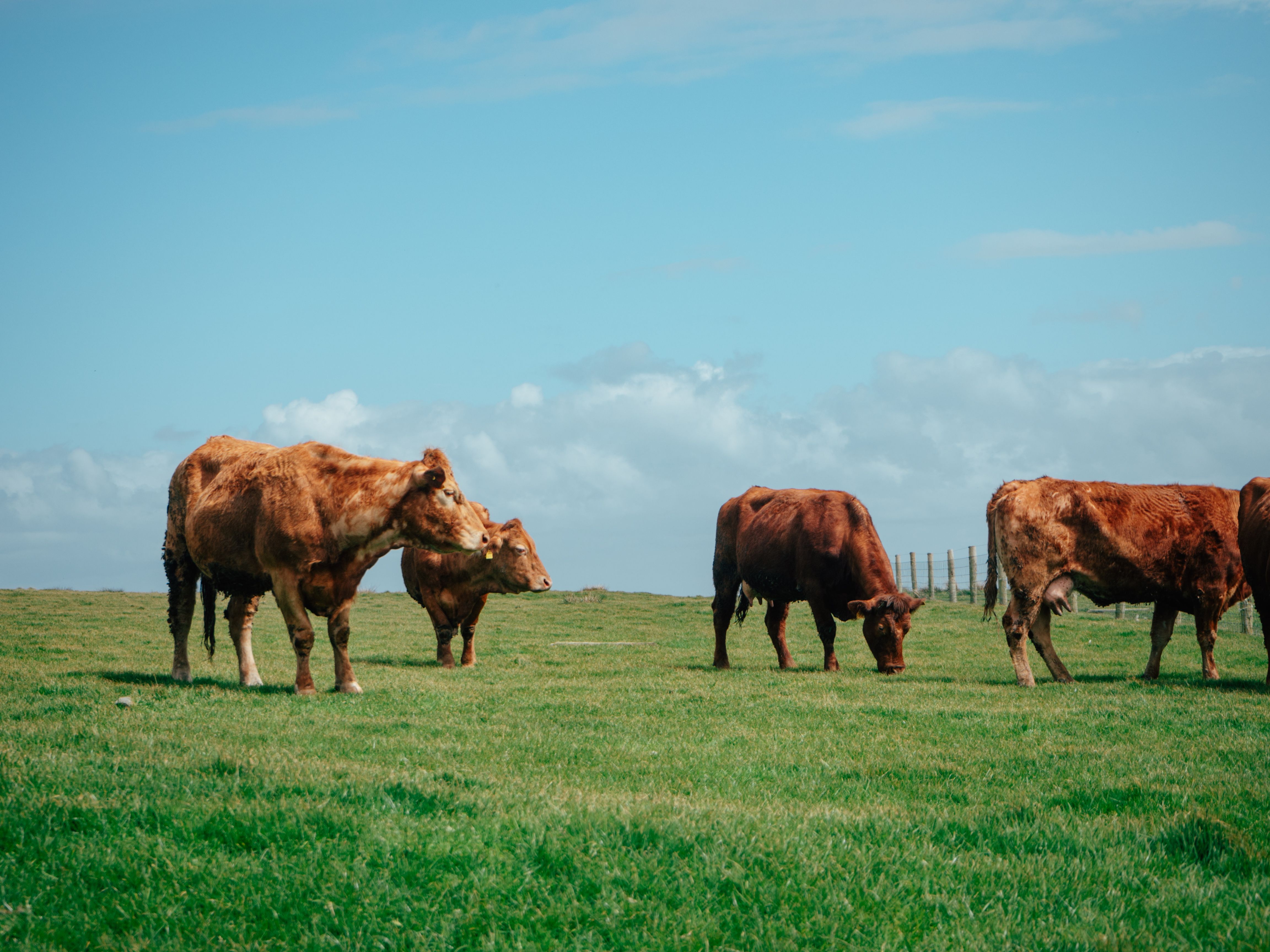 Cows Grazing on Lush Green Pasture Under Clear Blue Sky in Daylight
