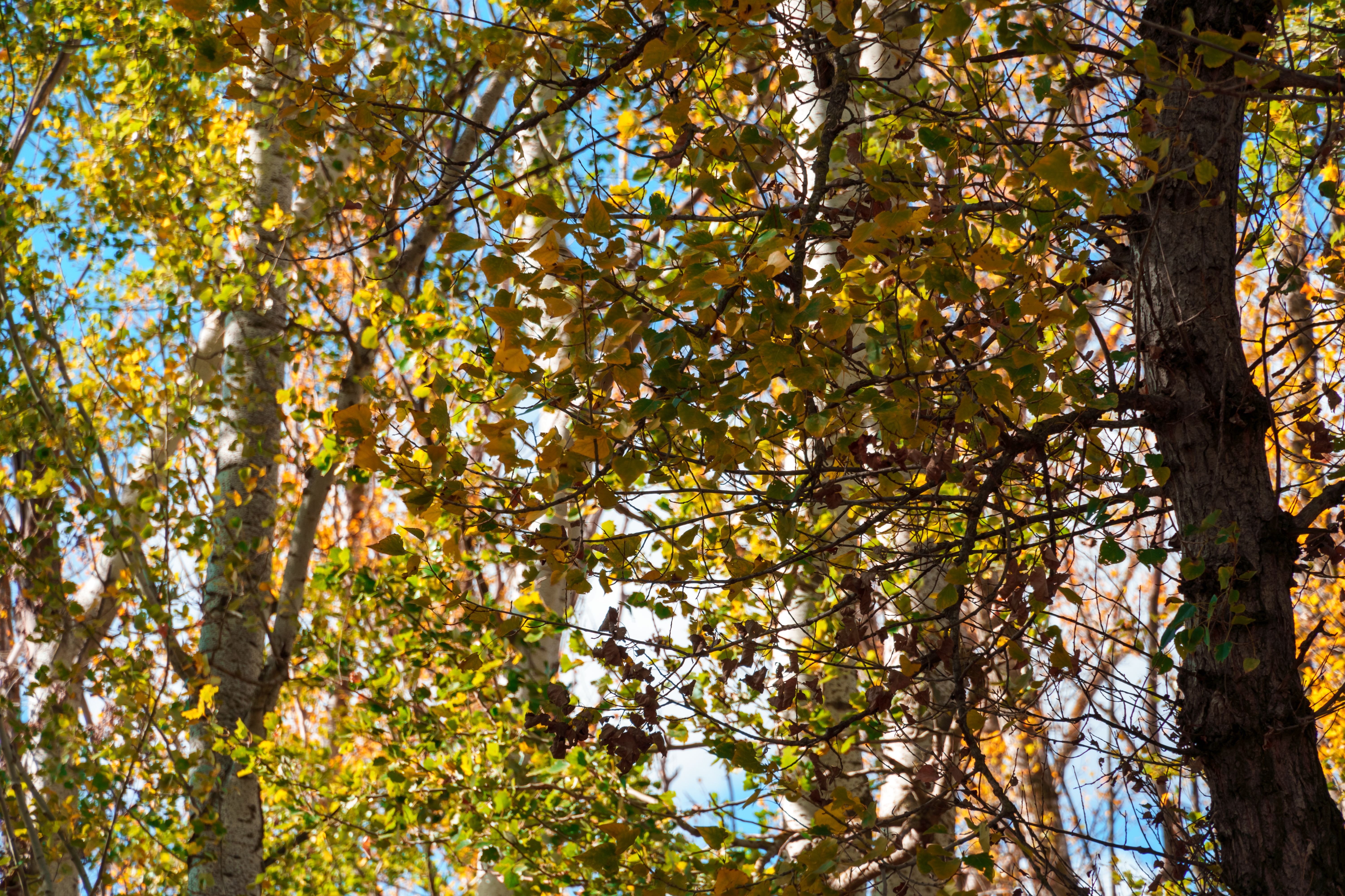 beautiful autumn landscape, trees with yellow leaves against the sky