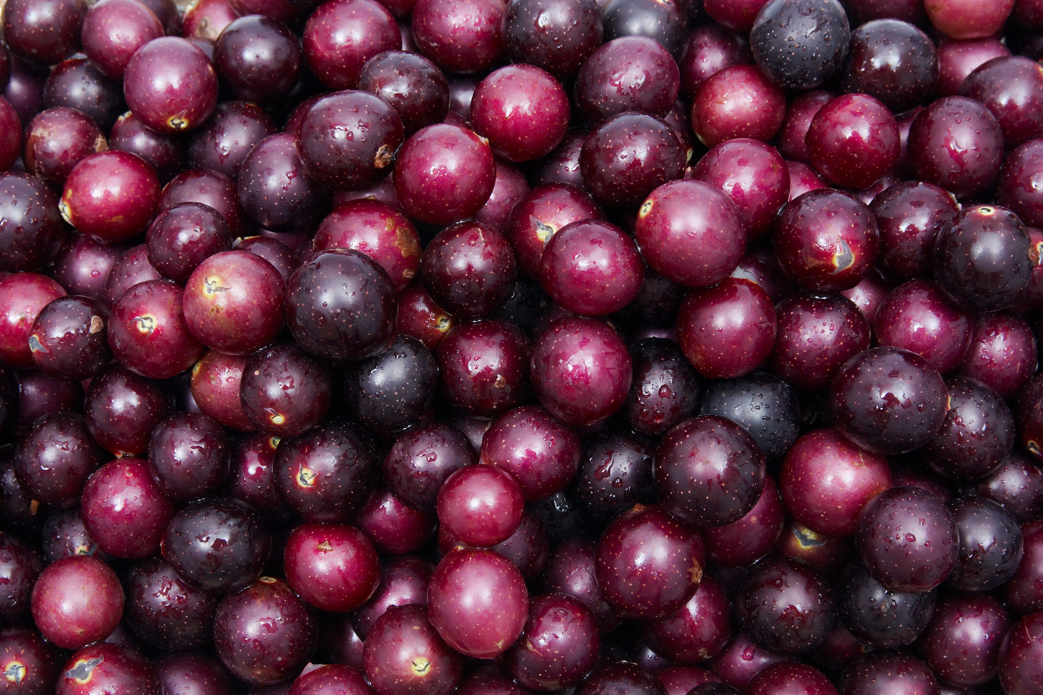 muscadine grapes