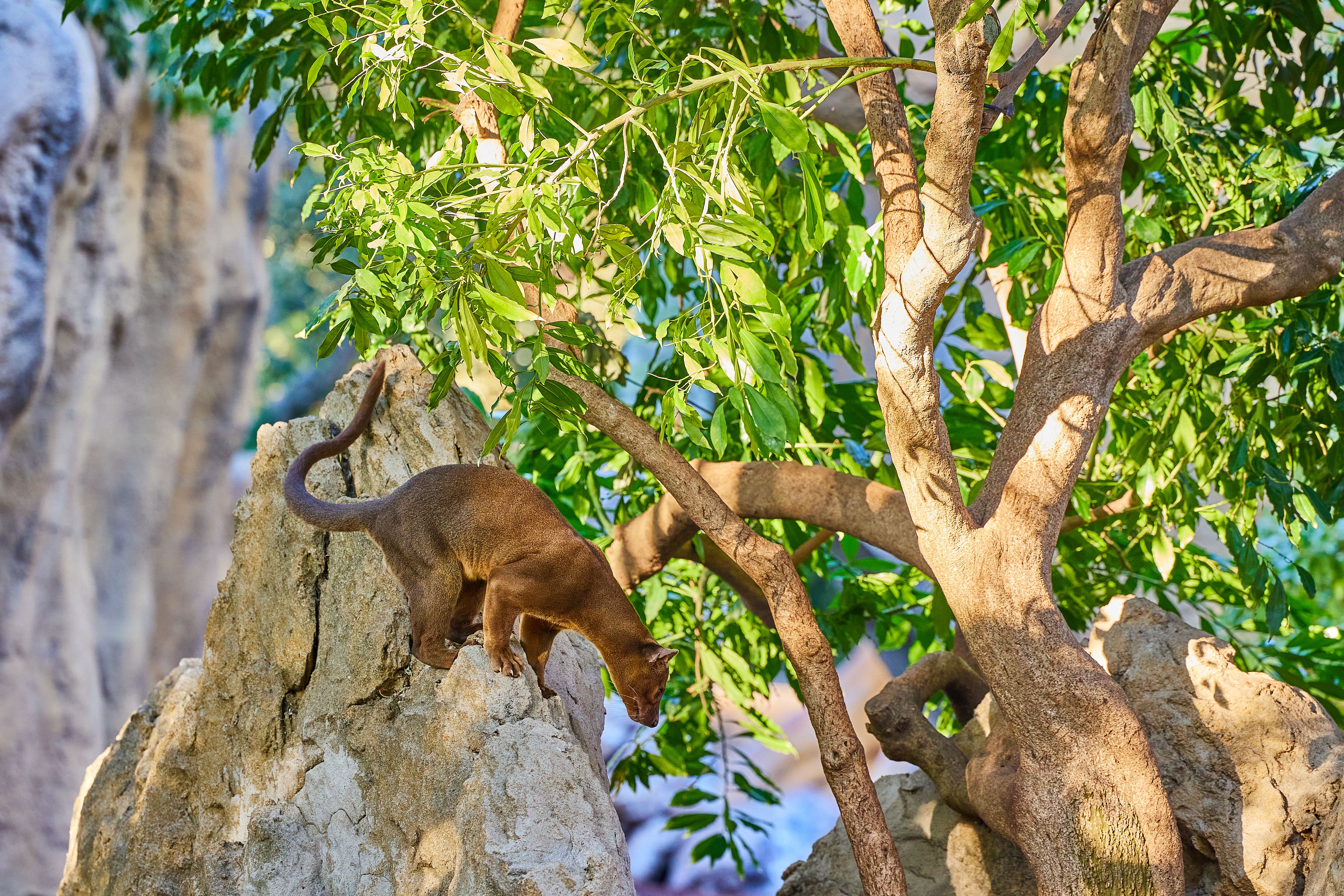 Rare cat dog Phosa, Cryptoprocta ferox, climbed onto a rock boulder Rare cat dog Phosa, Cryptoprocta ferox, climbed onto a rock boulder