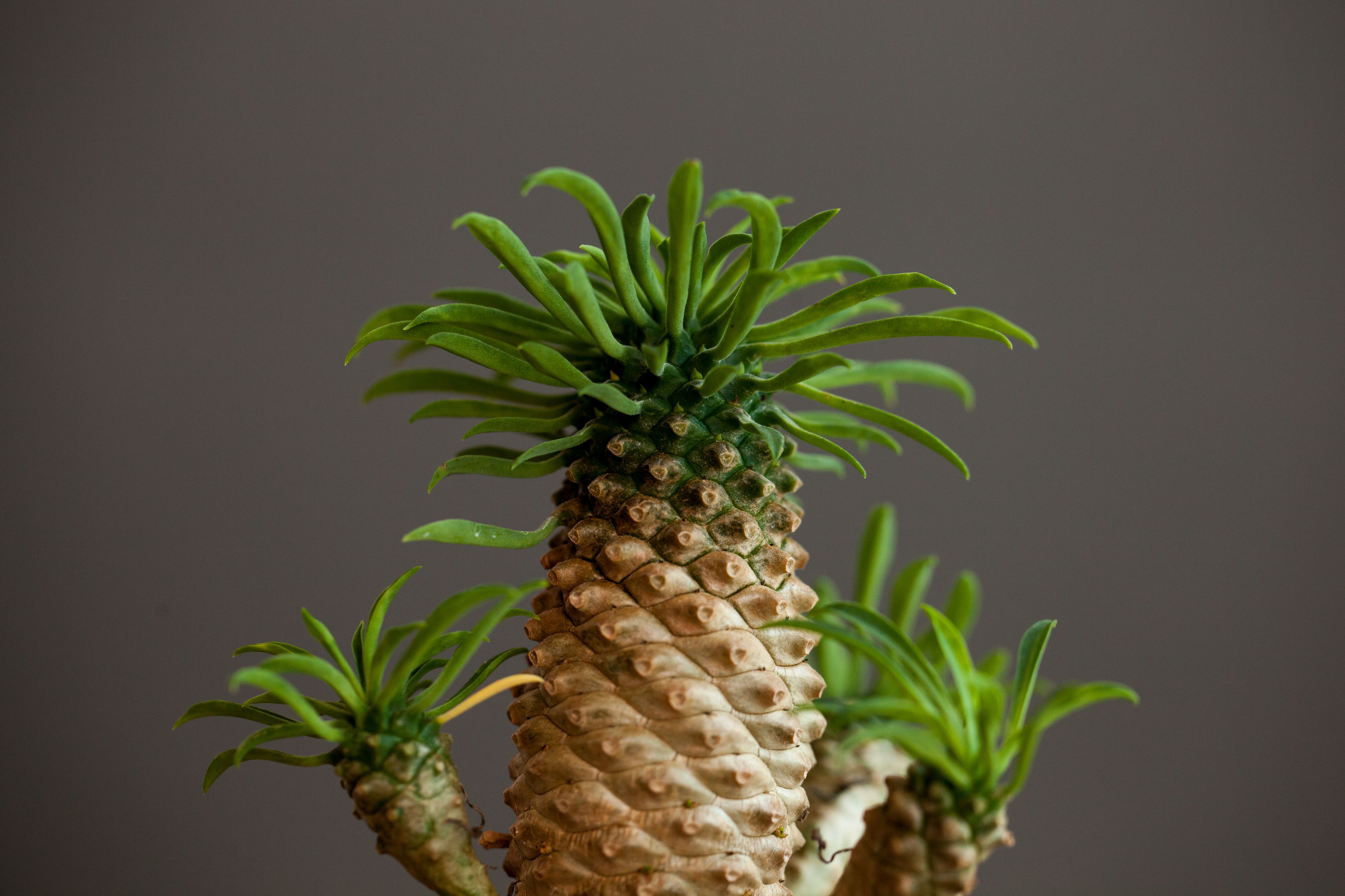 biophilic design elements