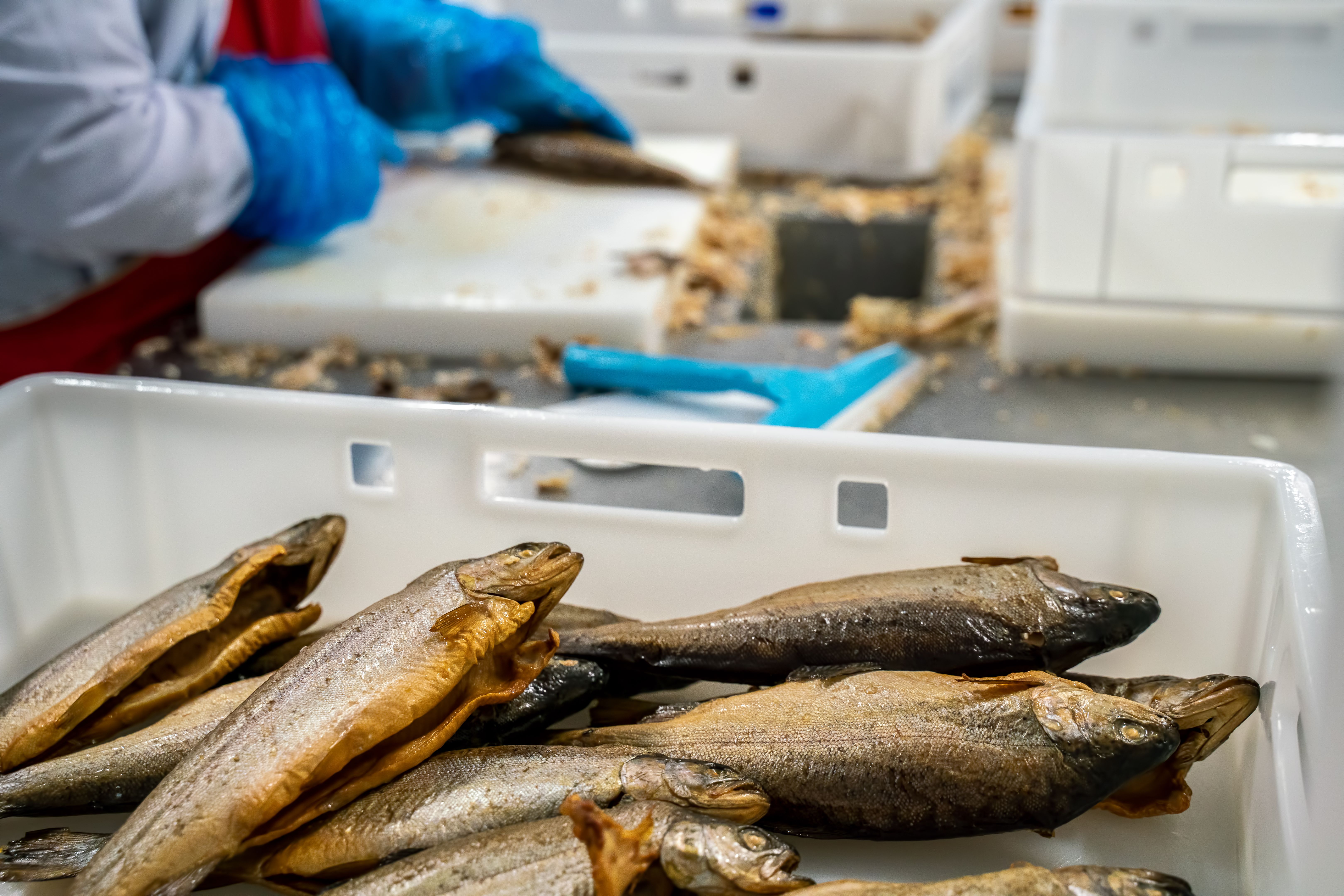 modern fish processing