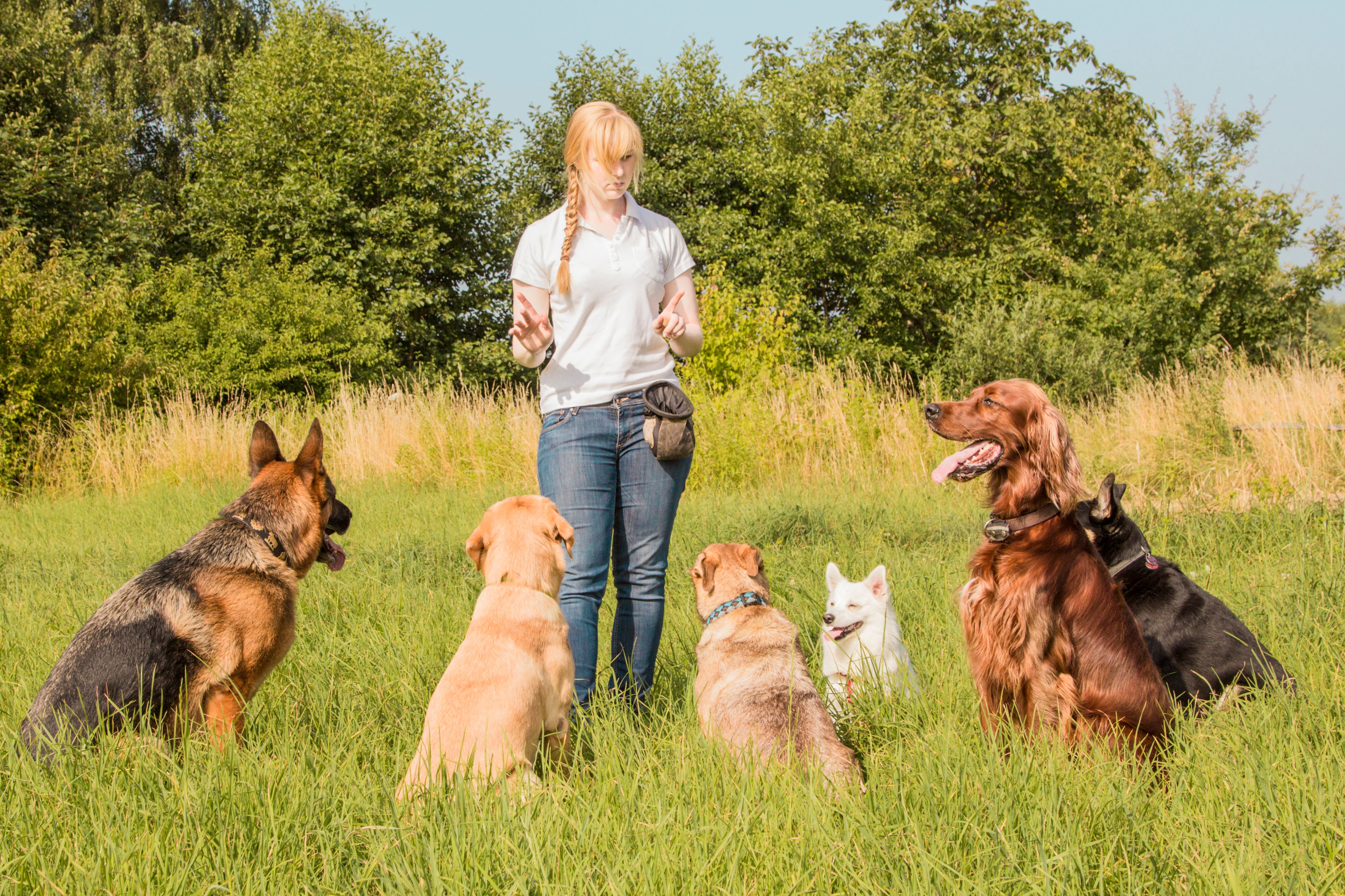 dog trainer teaching