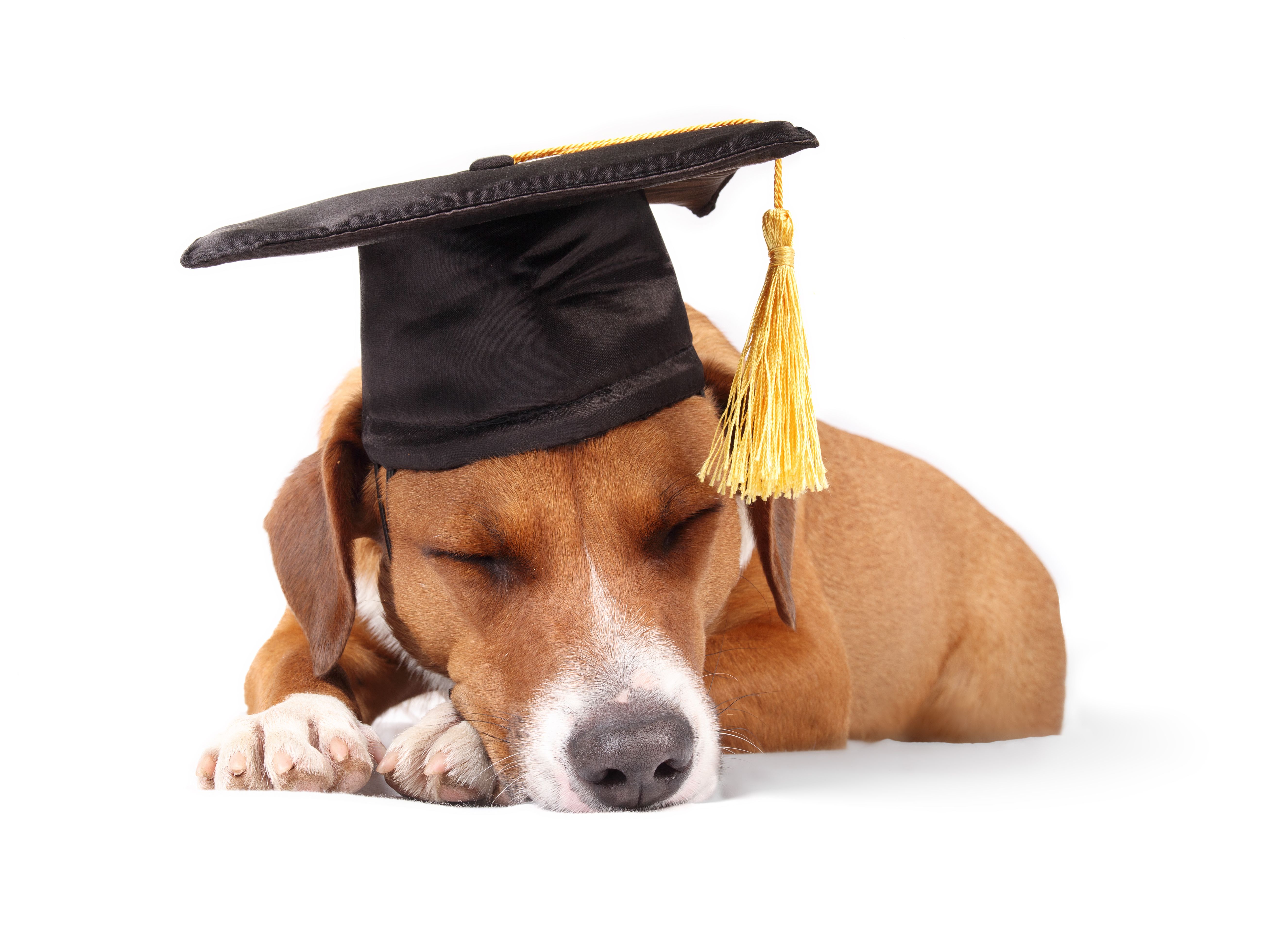 pet care certification