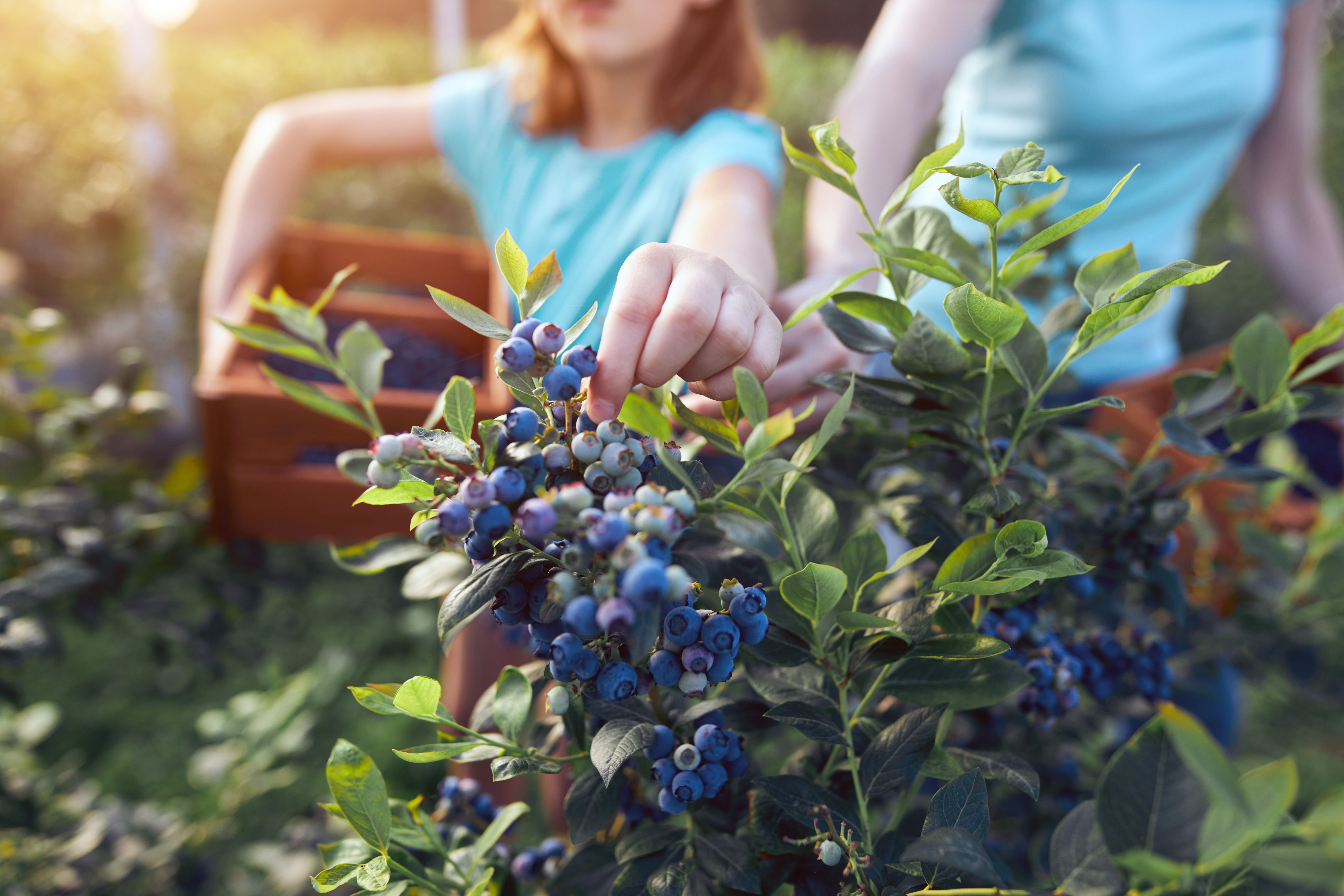 berry picking