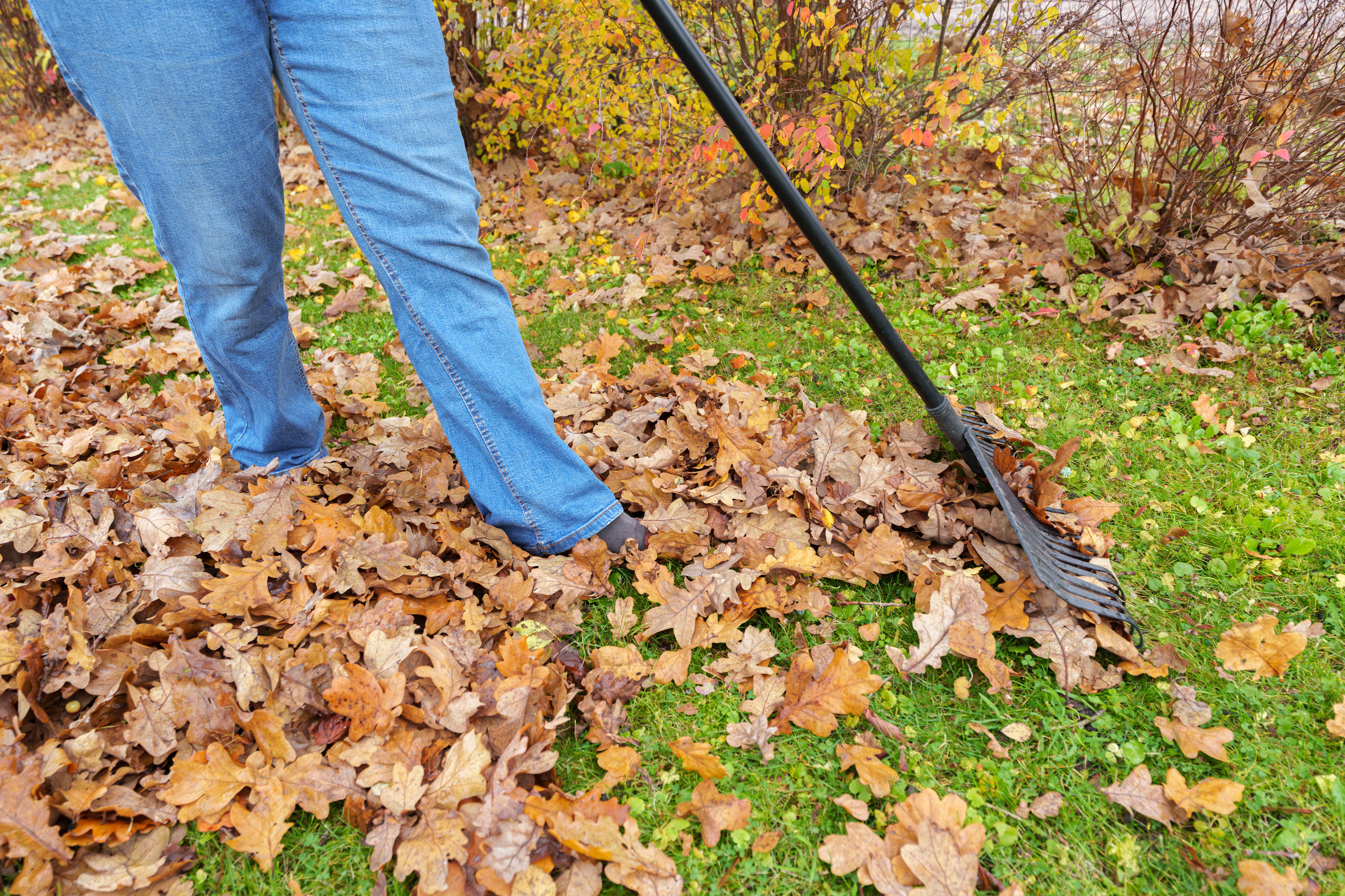 fall lawn preparation