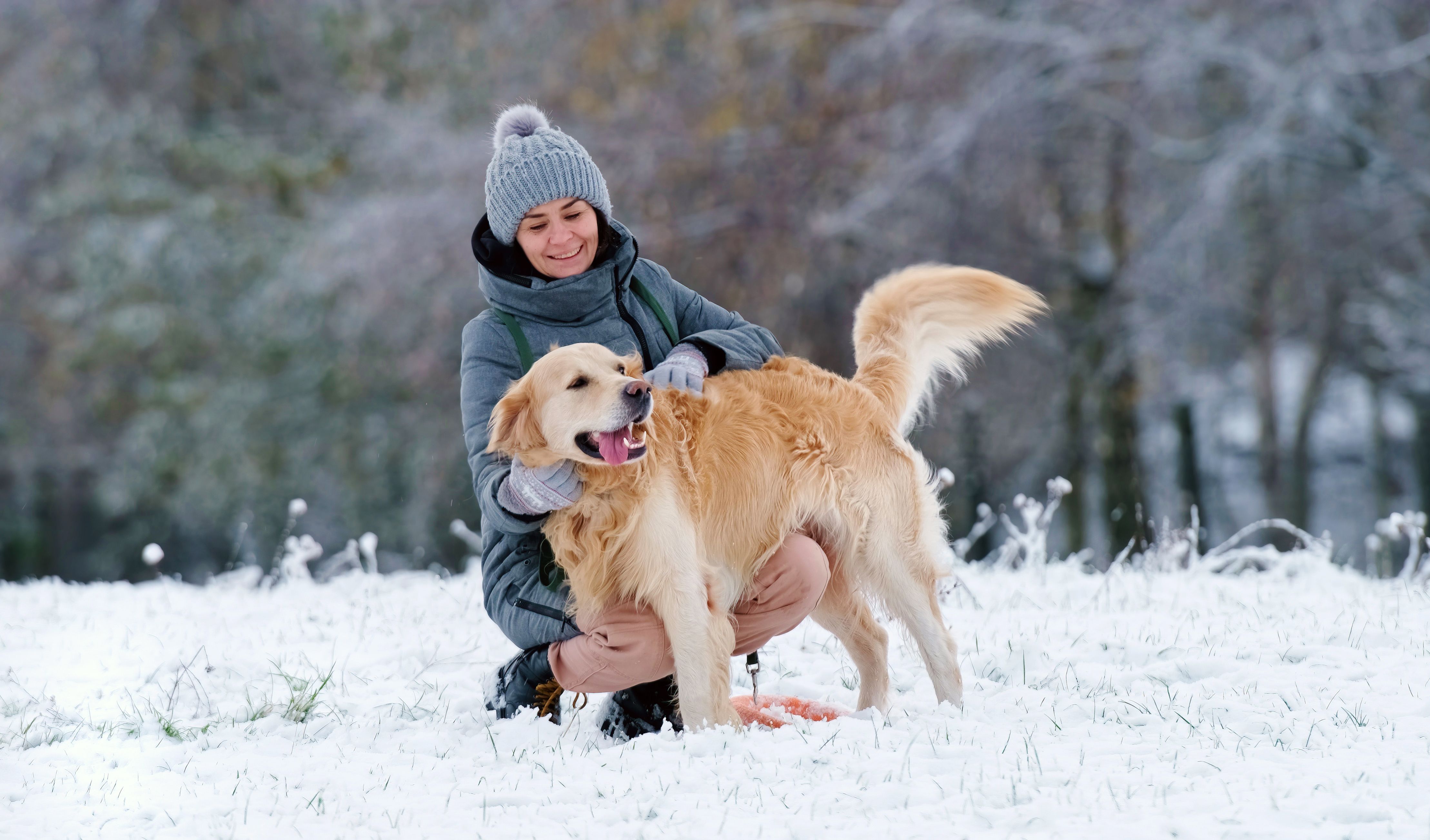 dog care winter