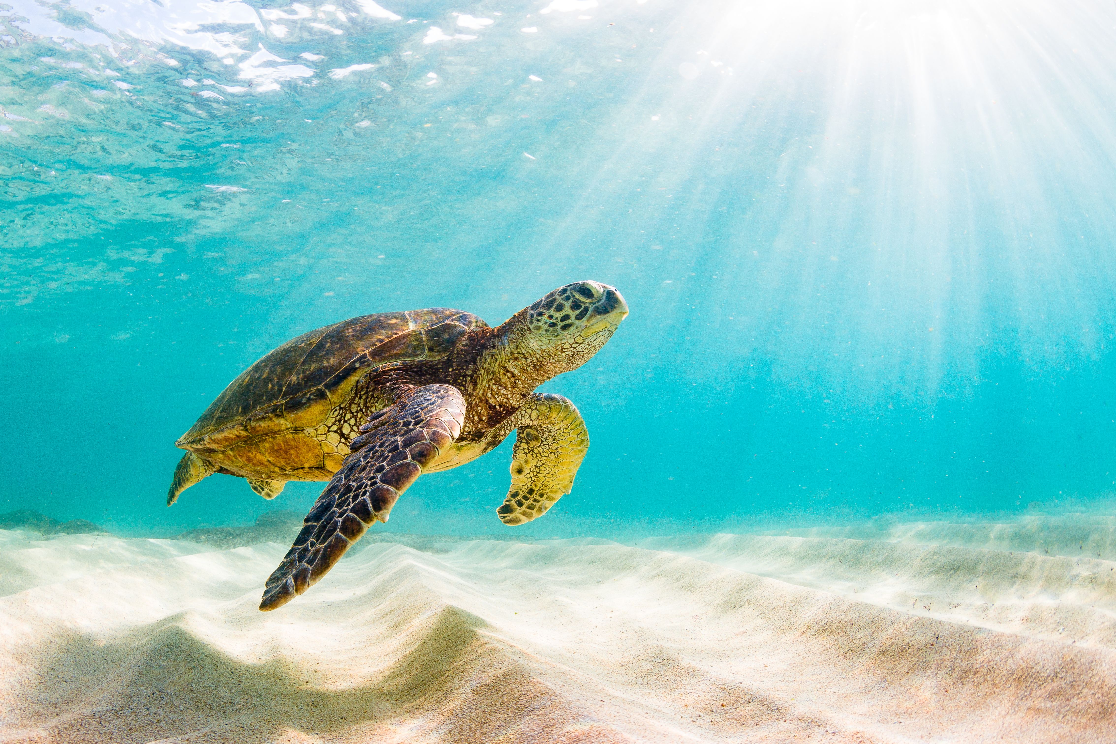 hawaii environment
