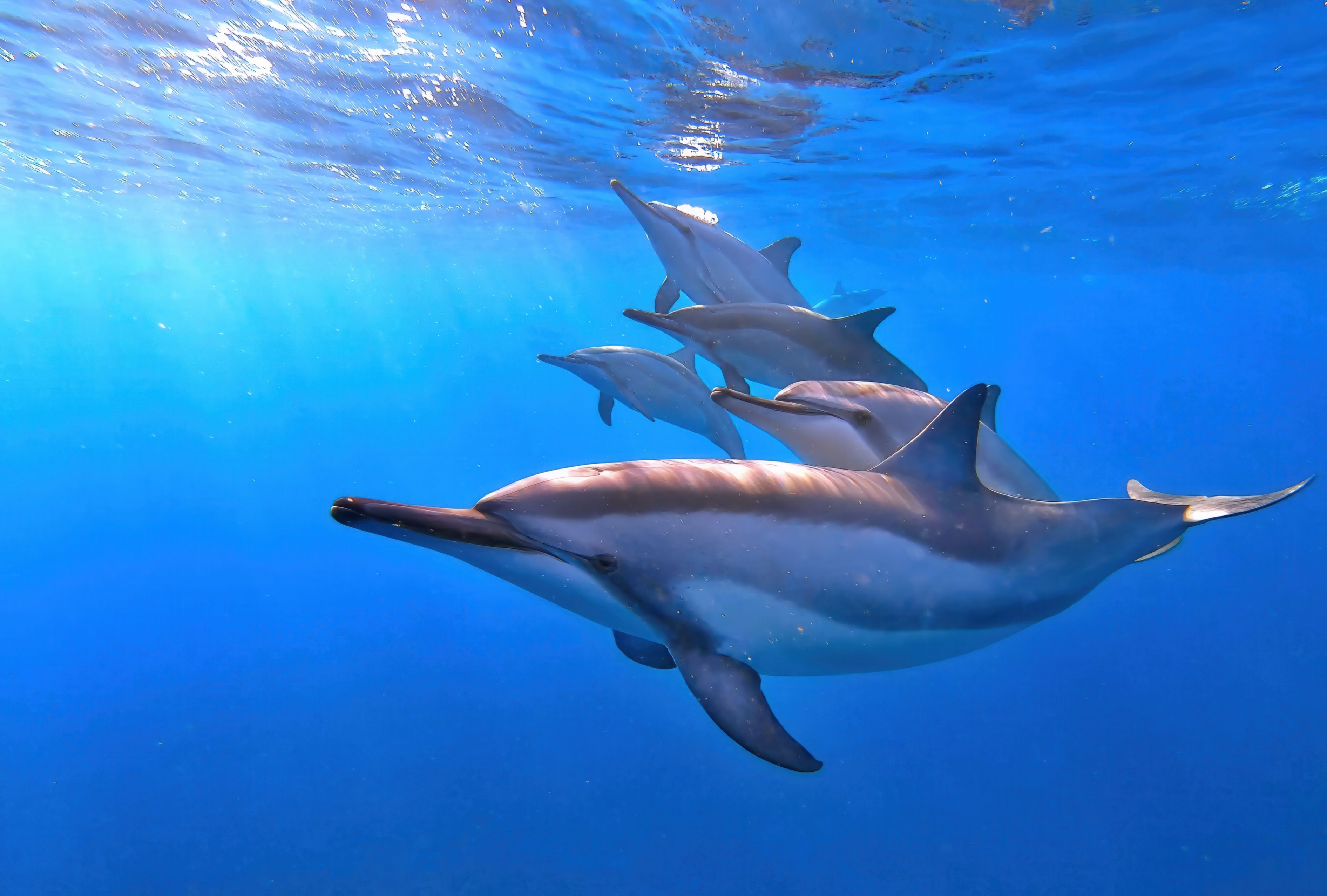 spinner dolphins
