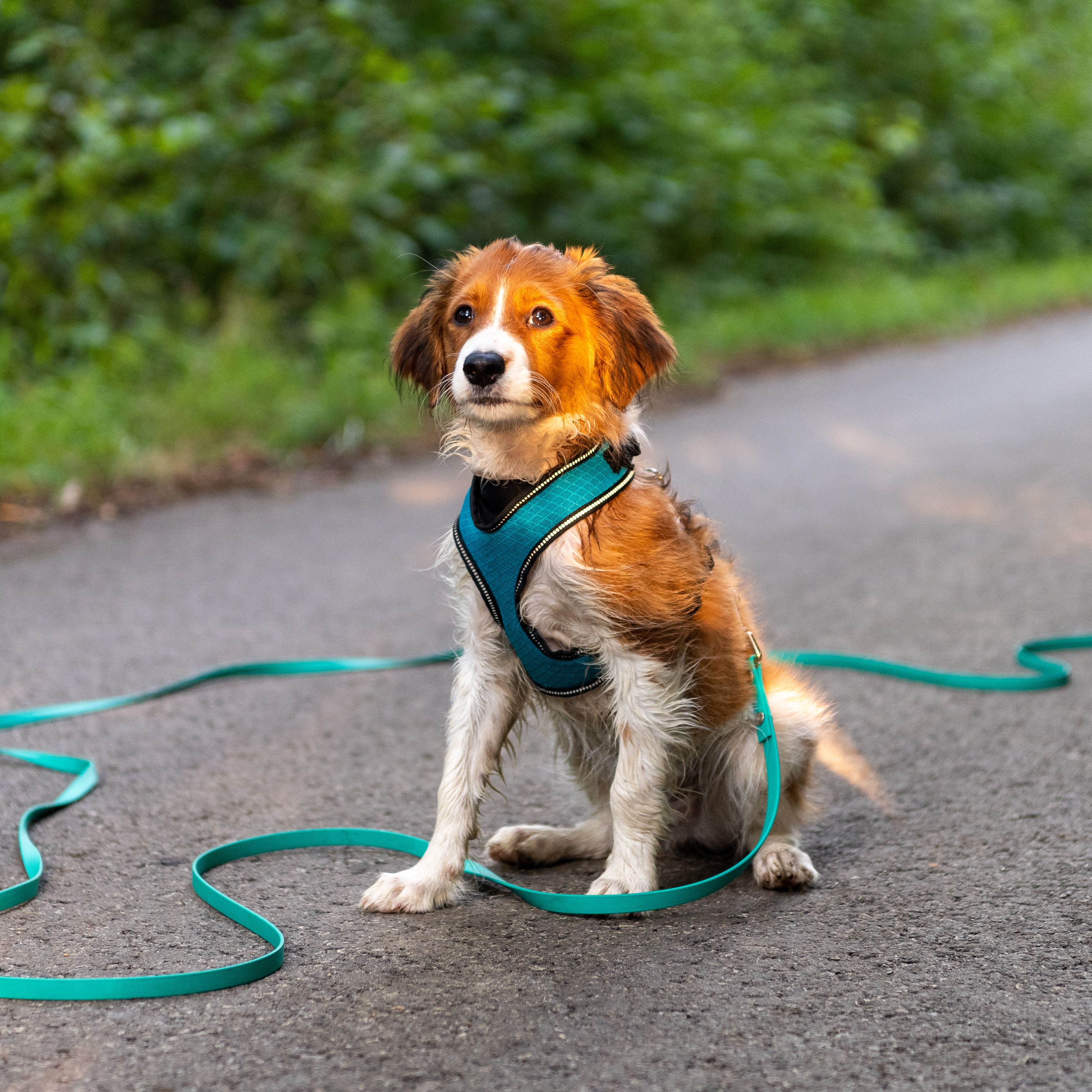 dog leash harness