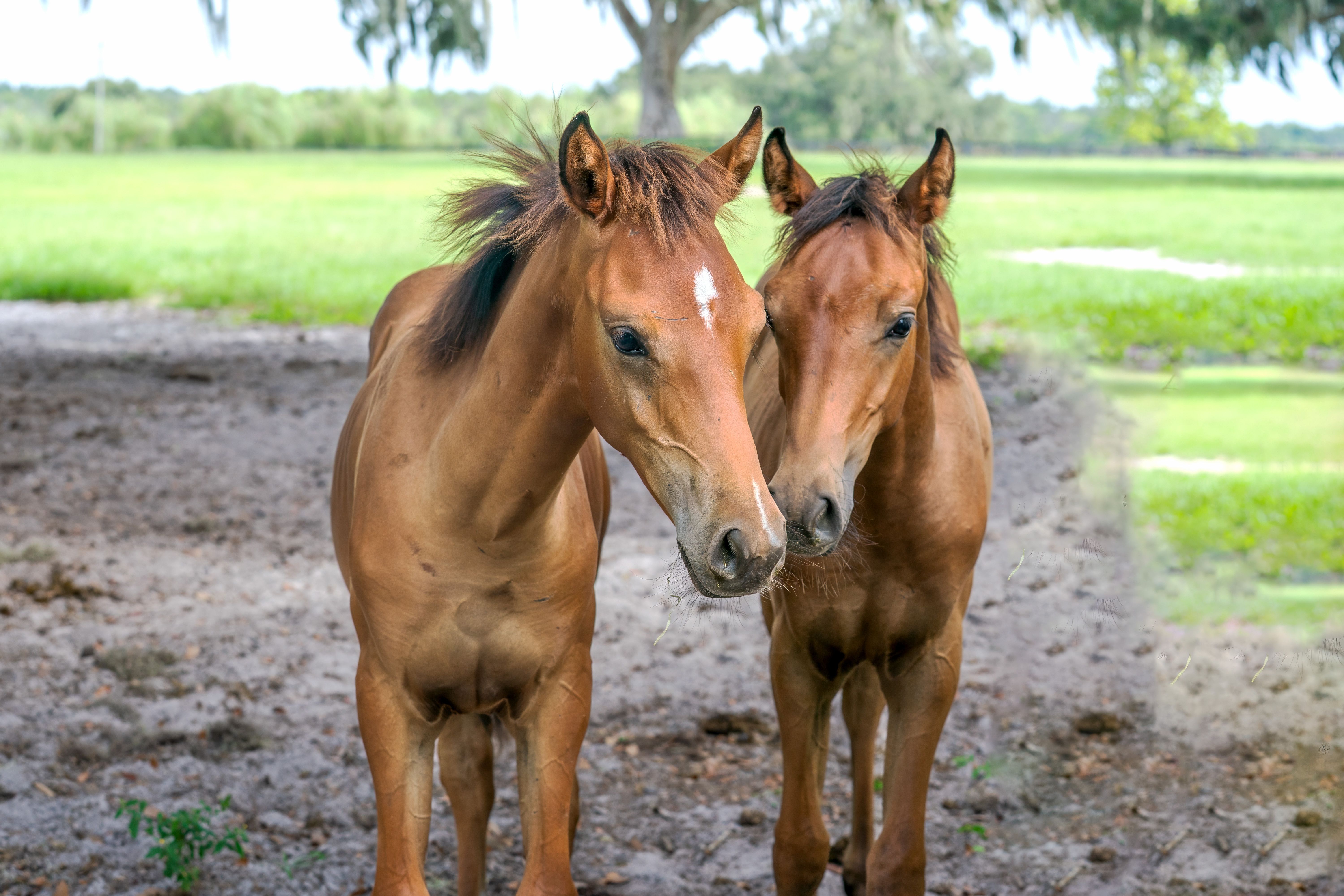 ocala horses