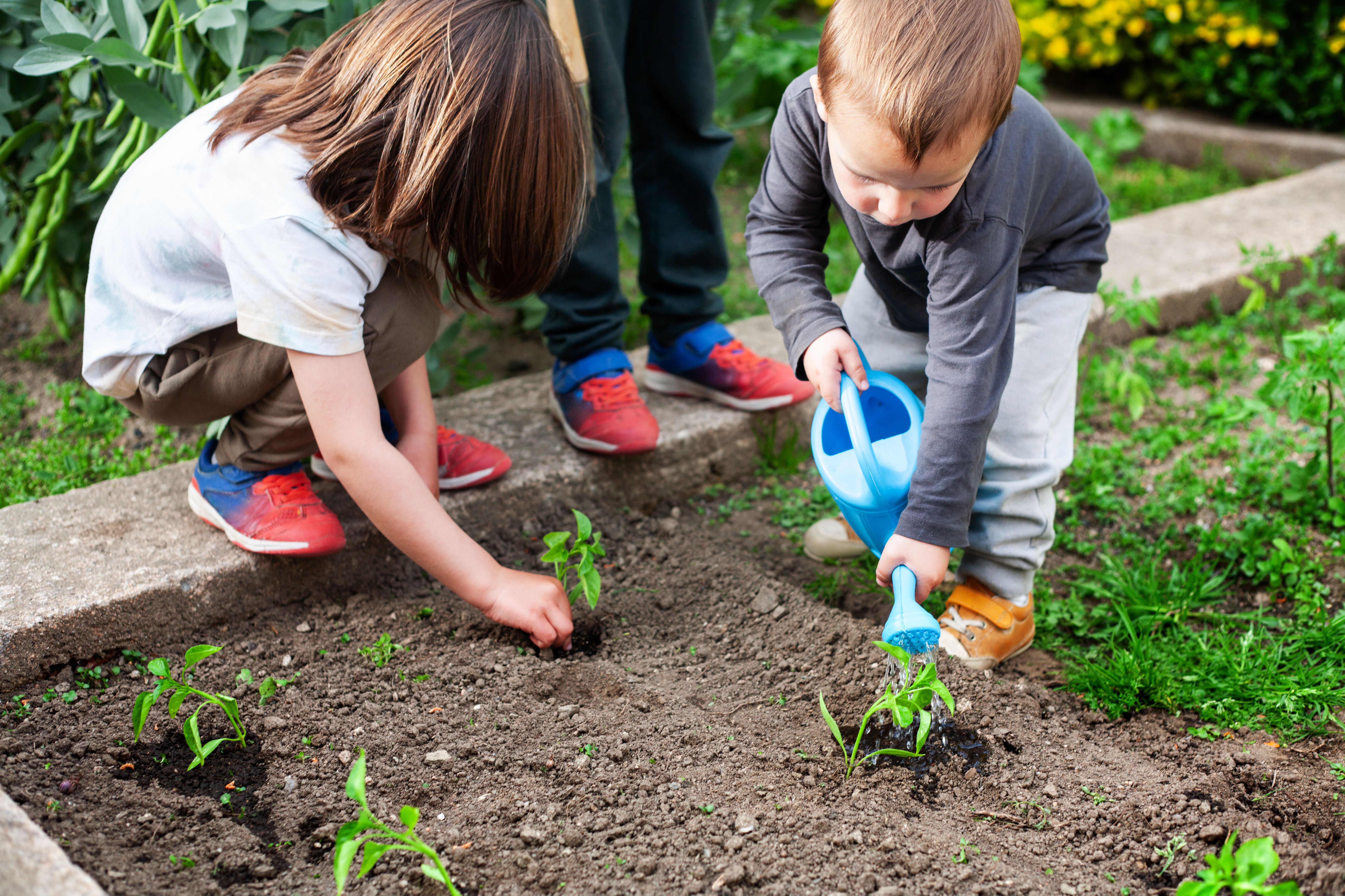 Children planting and watering sprouts of bell pepper plants. Children planting and watering sprouts of bell pepper plants.