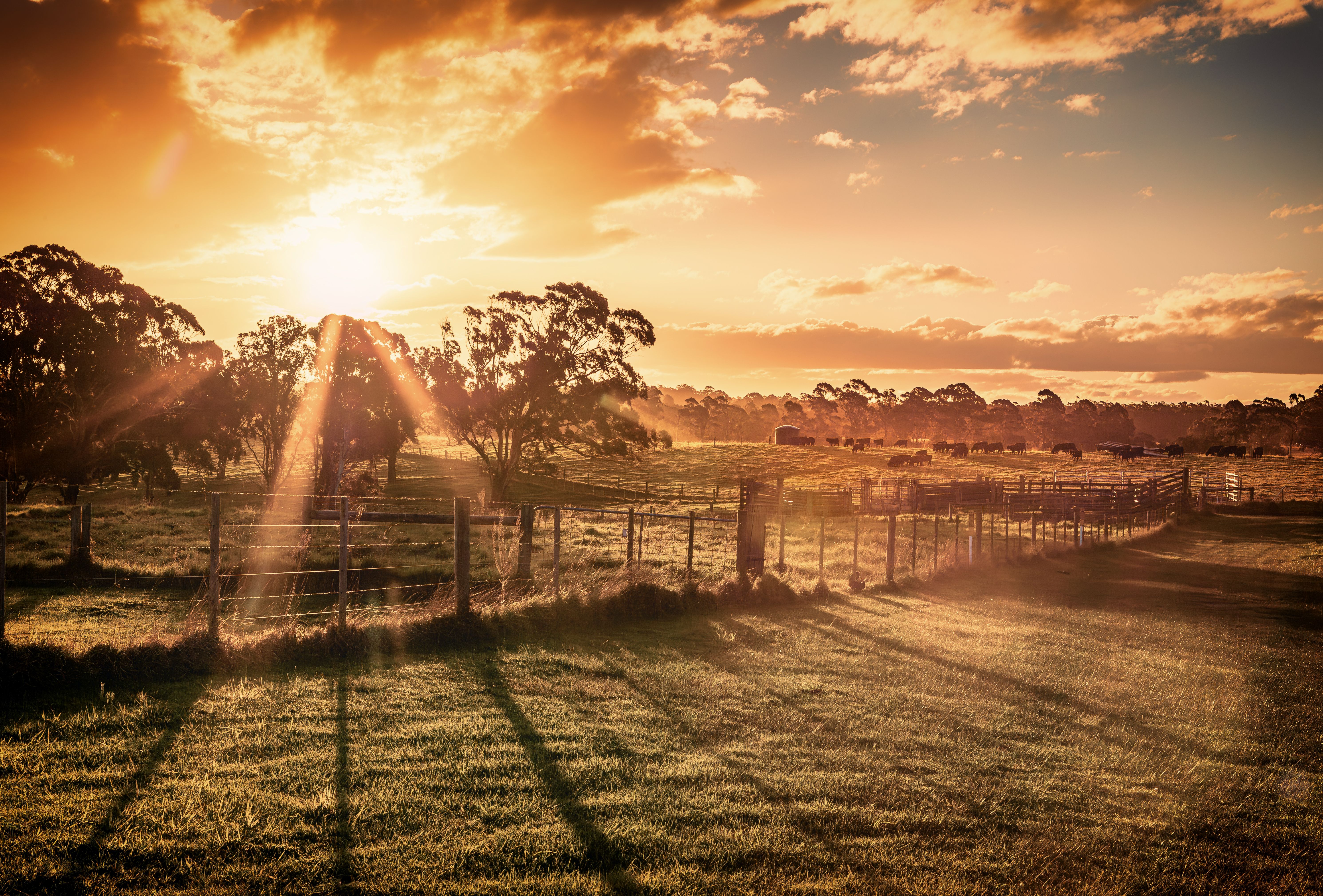 local australian farm