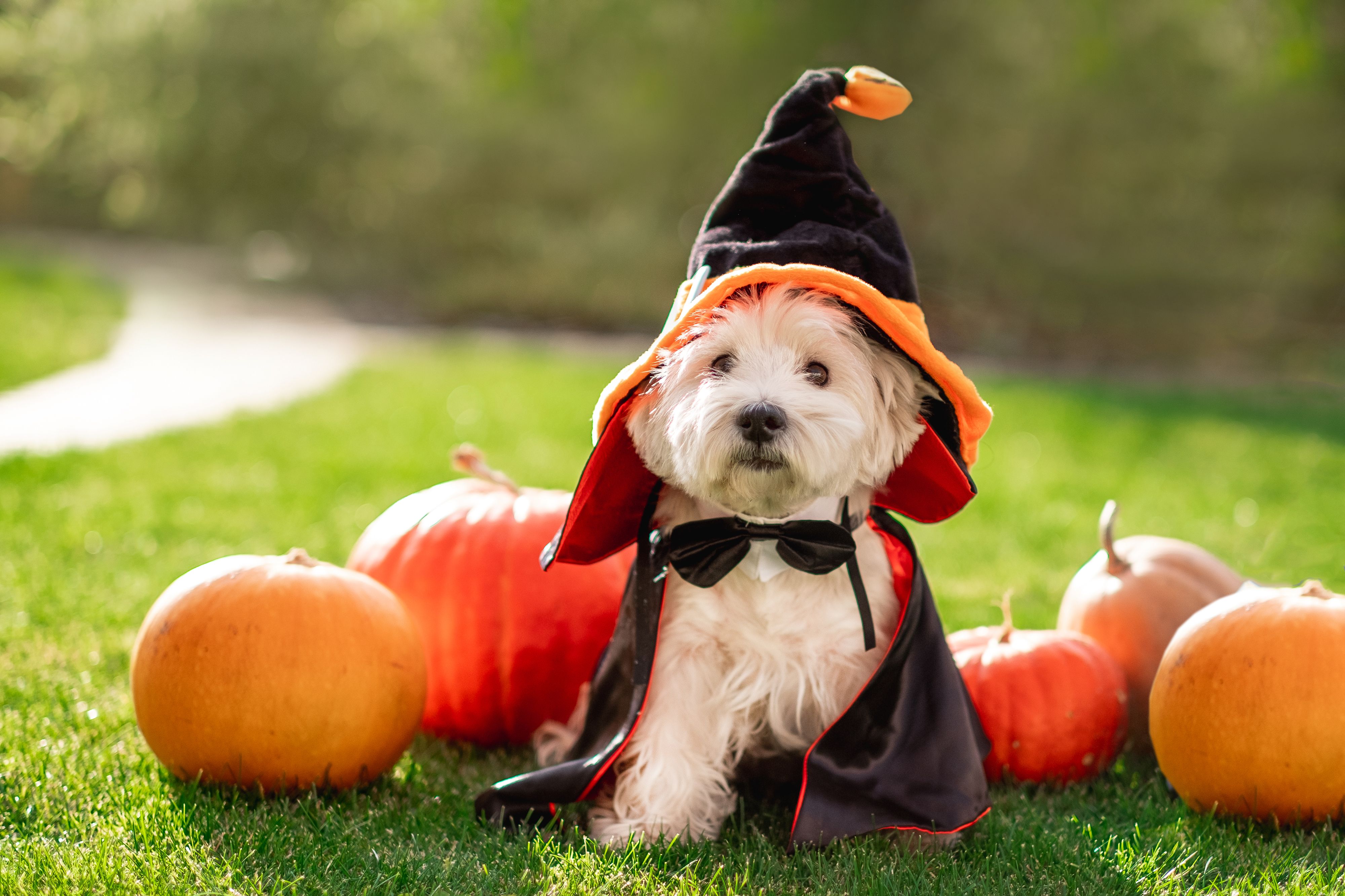 Funny West Highland White Terrier in witch magician hat sitting among orange pumpkins on grass. Anxious to go trick or treating! Happy Halloween from Train Station Pest Elimination!