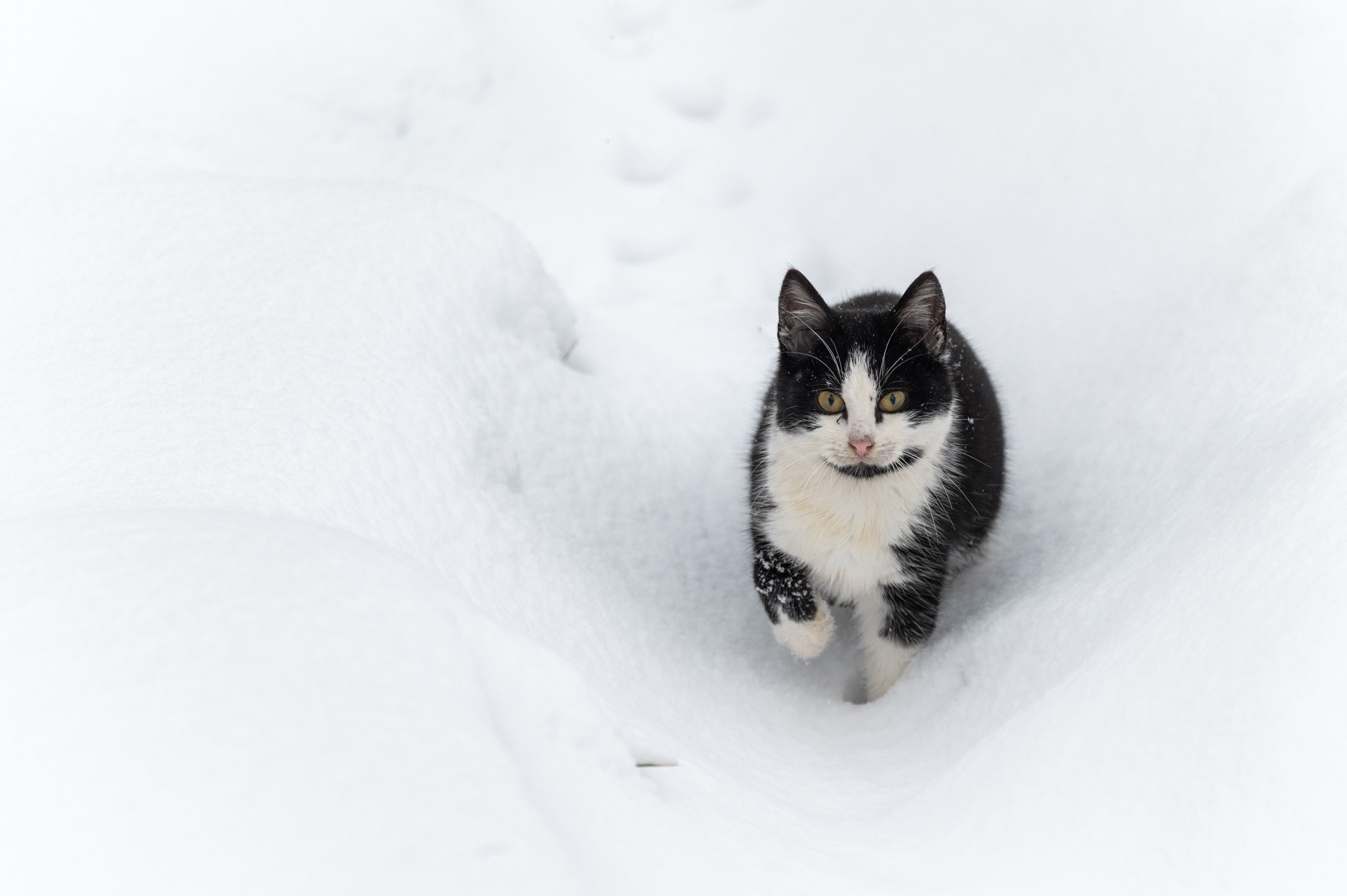 snowy cat