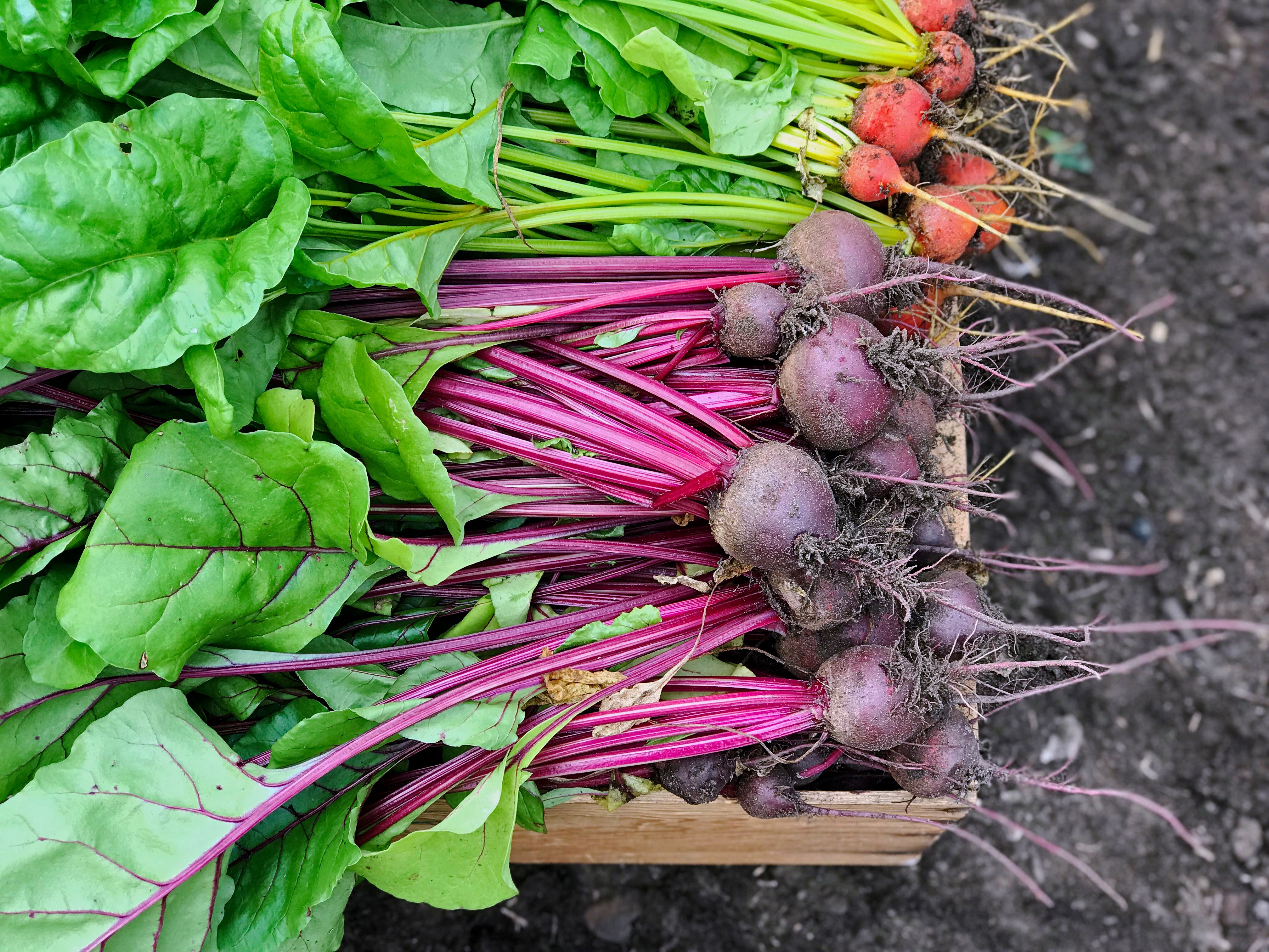 beets in garden