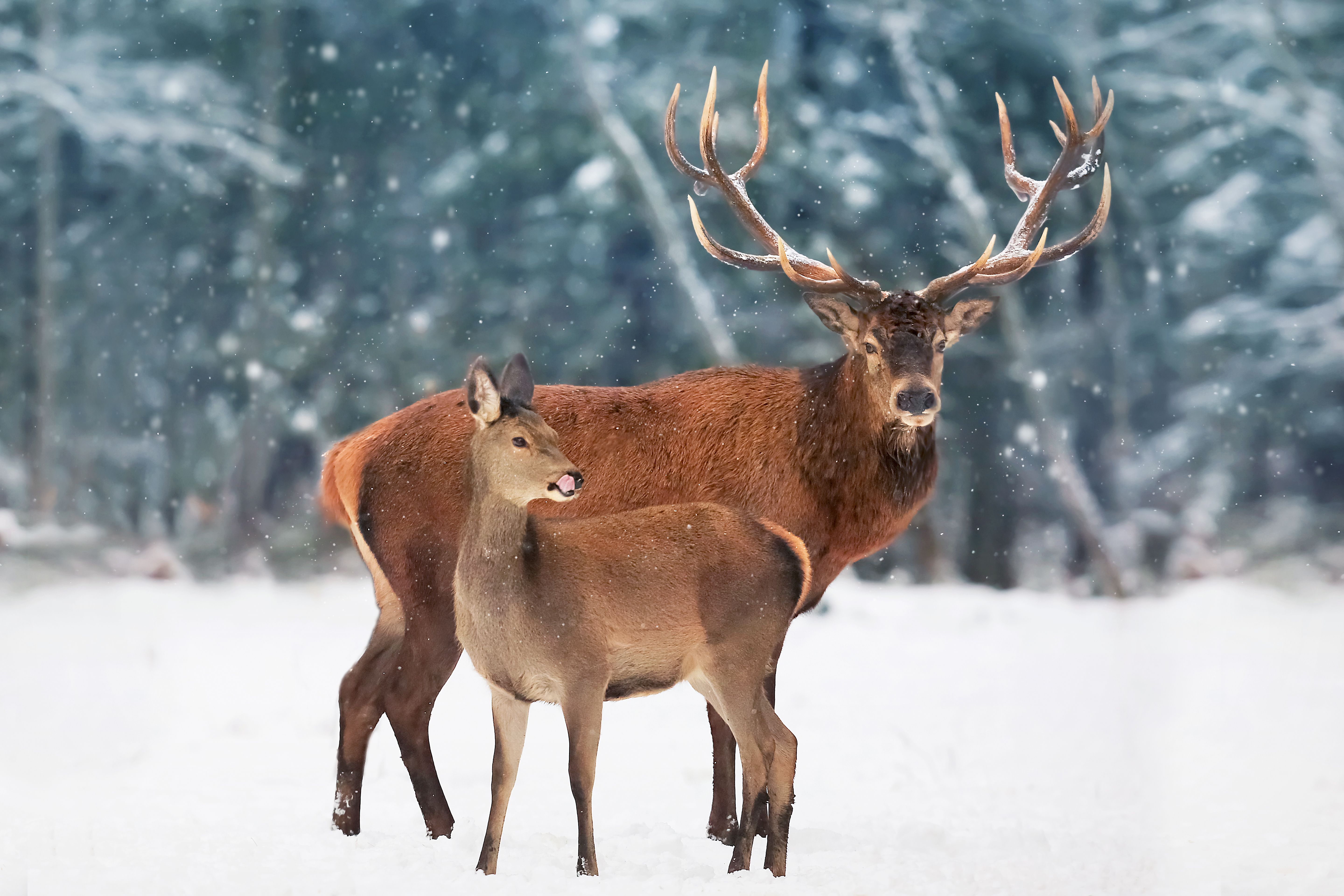 winter wildlife