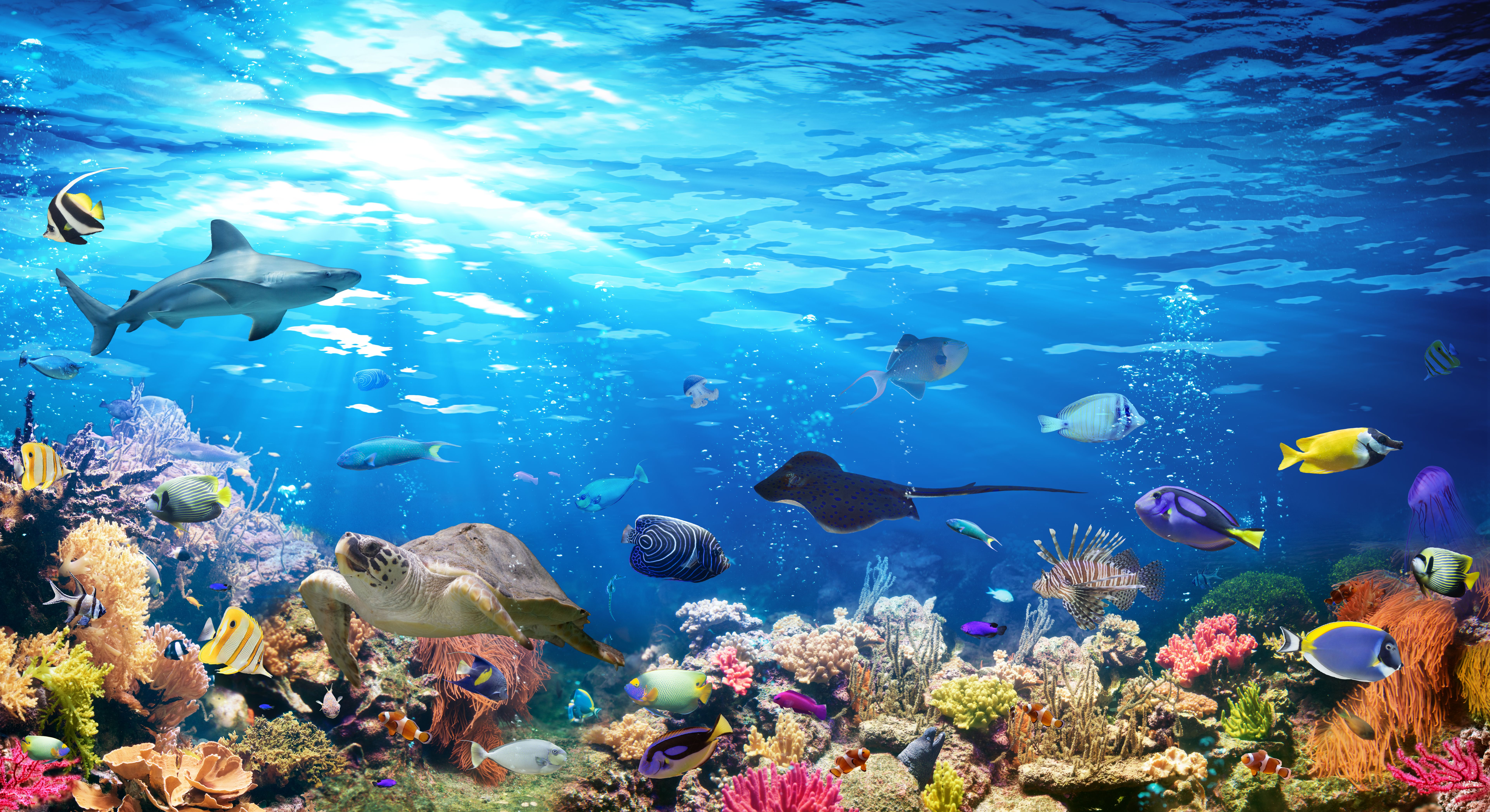 marine life reef