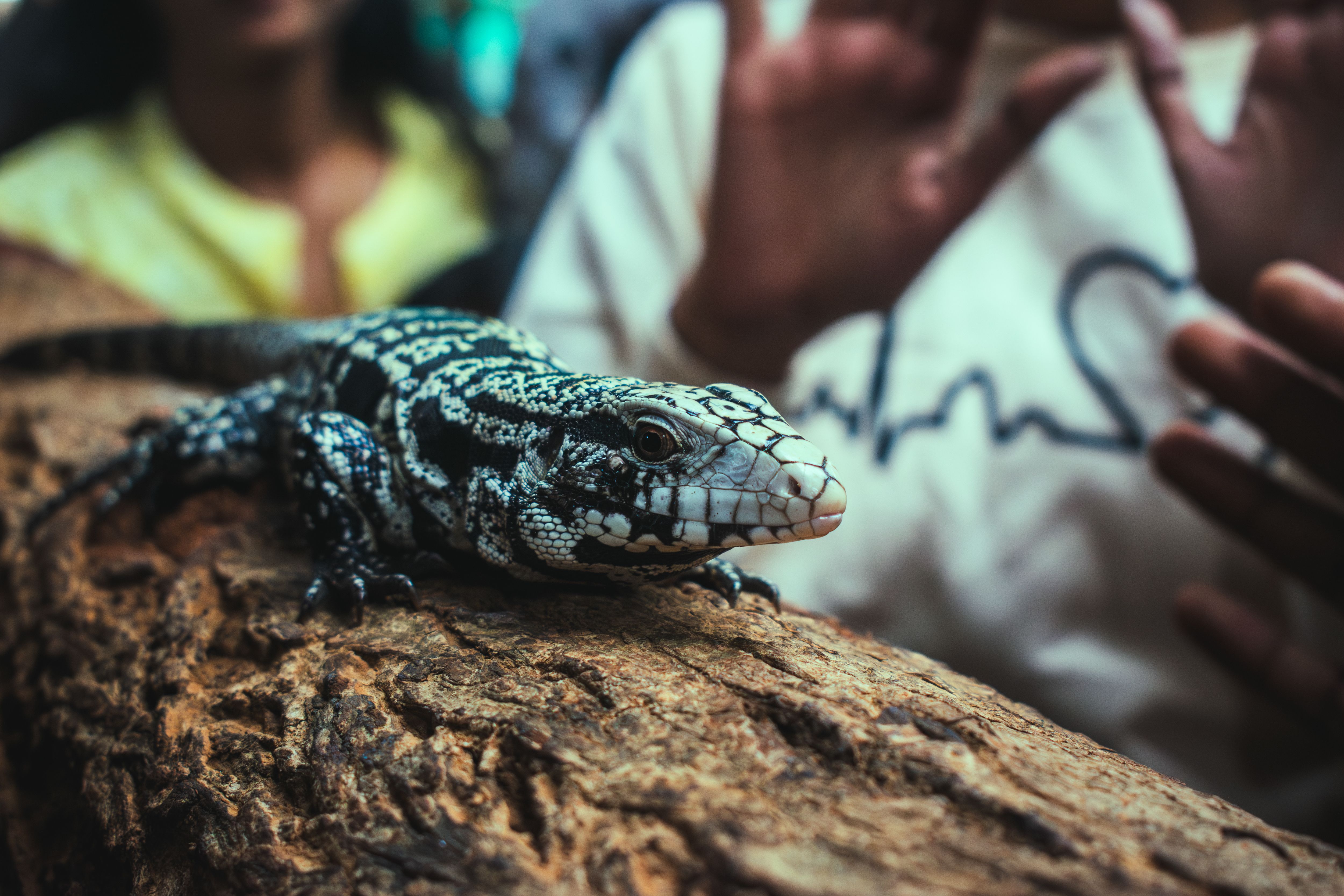 Argentinian black and white tegu lizard perched on a log, close-up view.