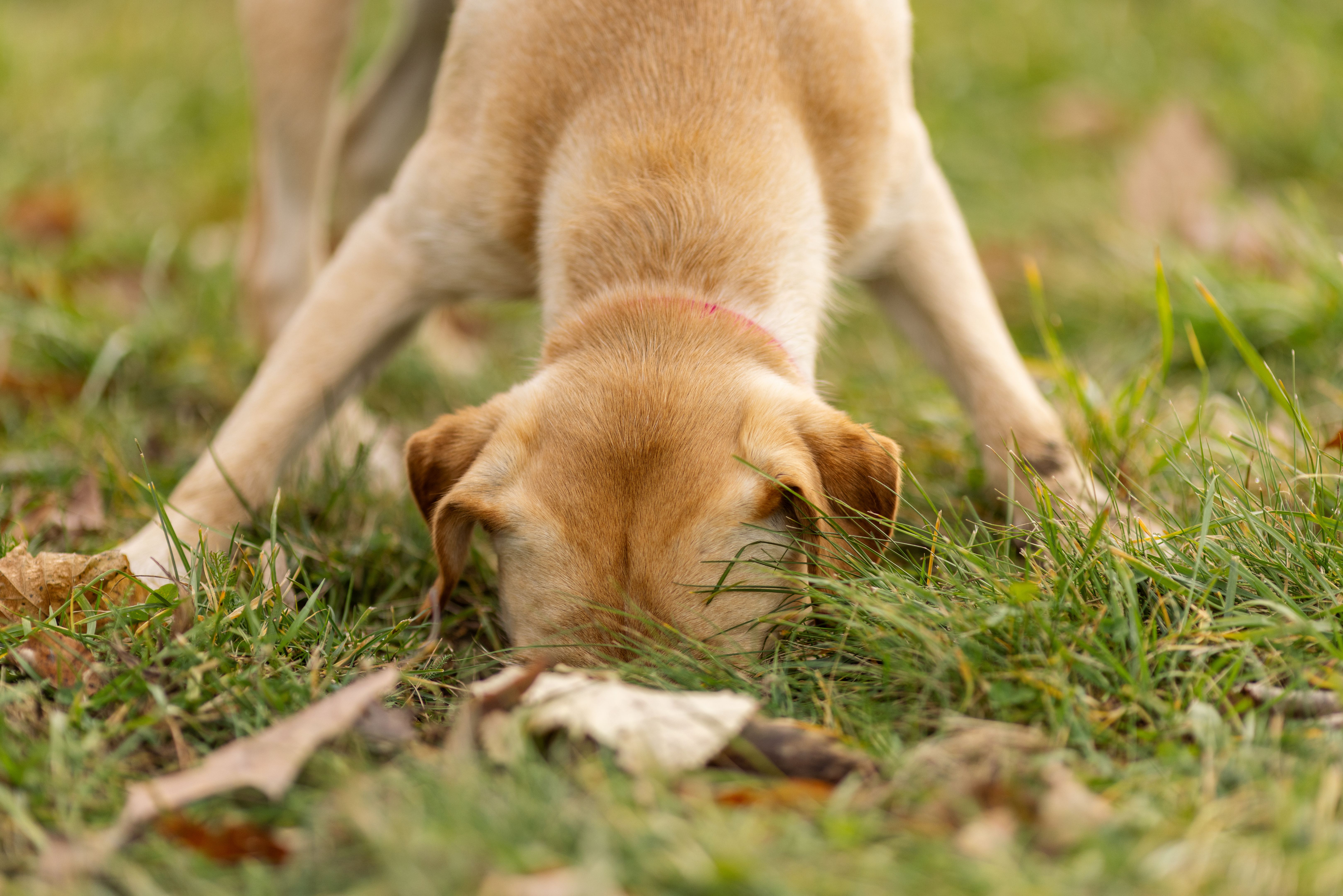 dog exploring nature