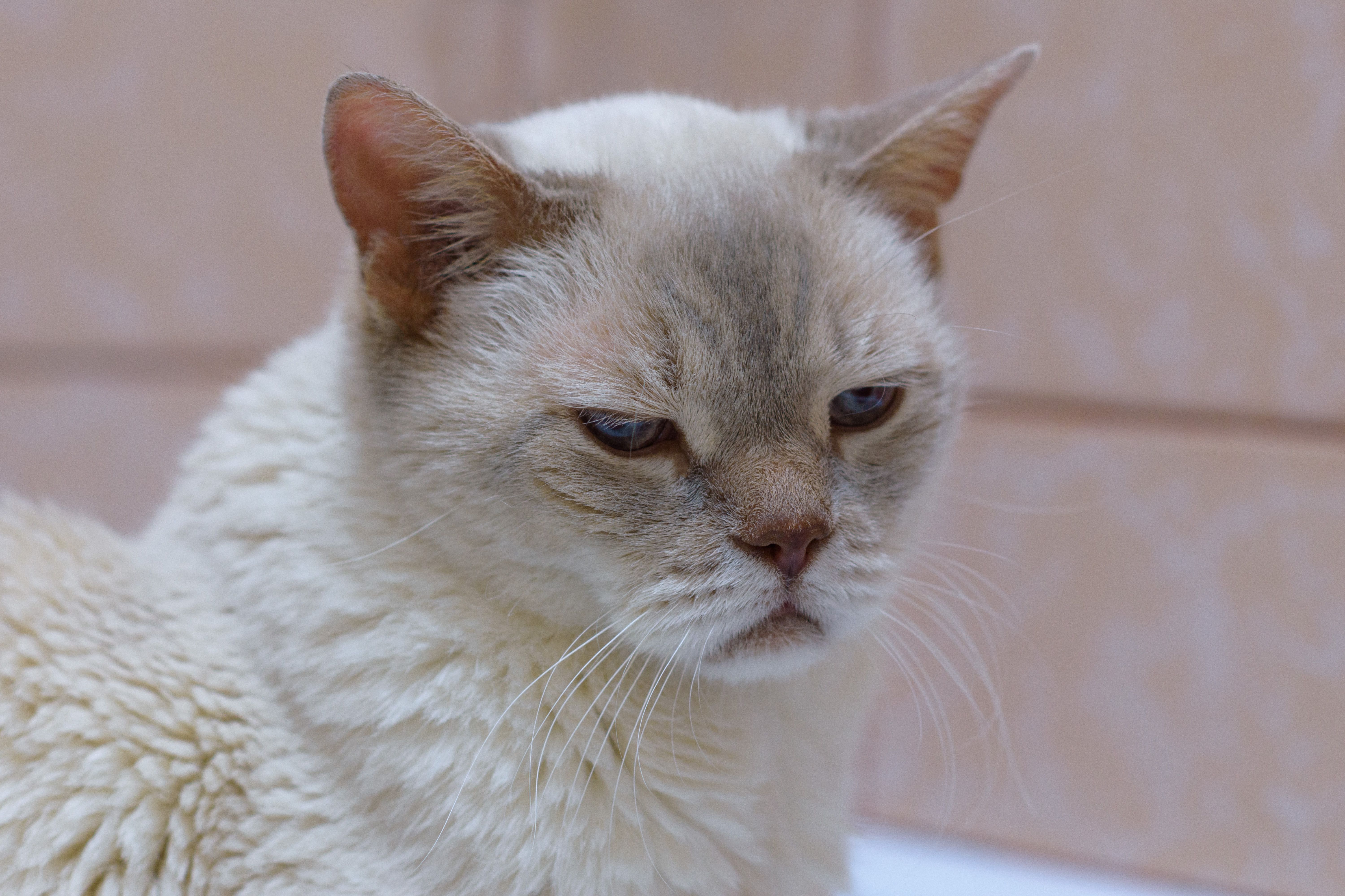 Closeup portrait of blue eyed sad old white british shorthair cat. Depressed pet is sitting alone at the bathroom. Selective focus Closeup portrait of blue eyed sad old white british shorthair cat. Depressed pet is sitting alone at the bathroom. Selective focus