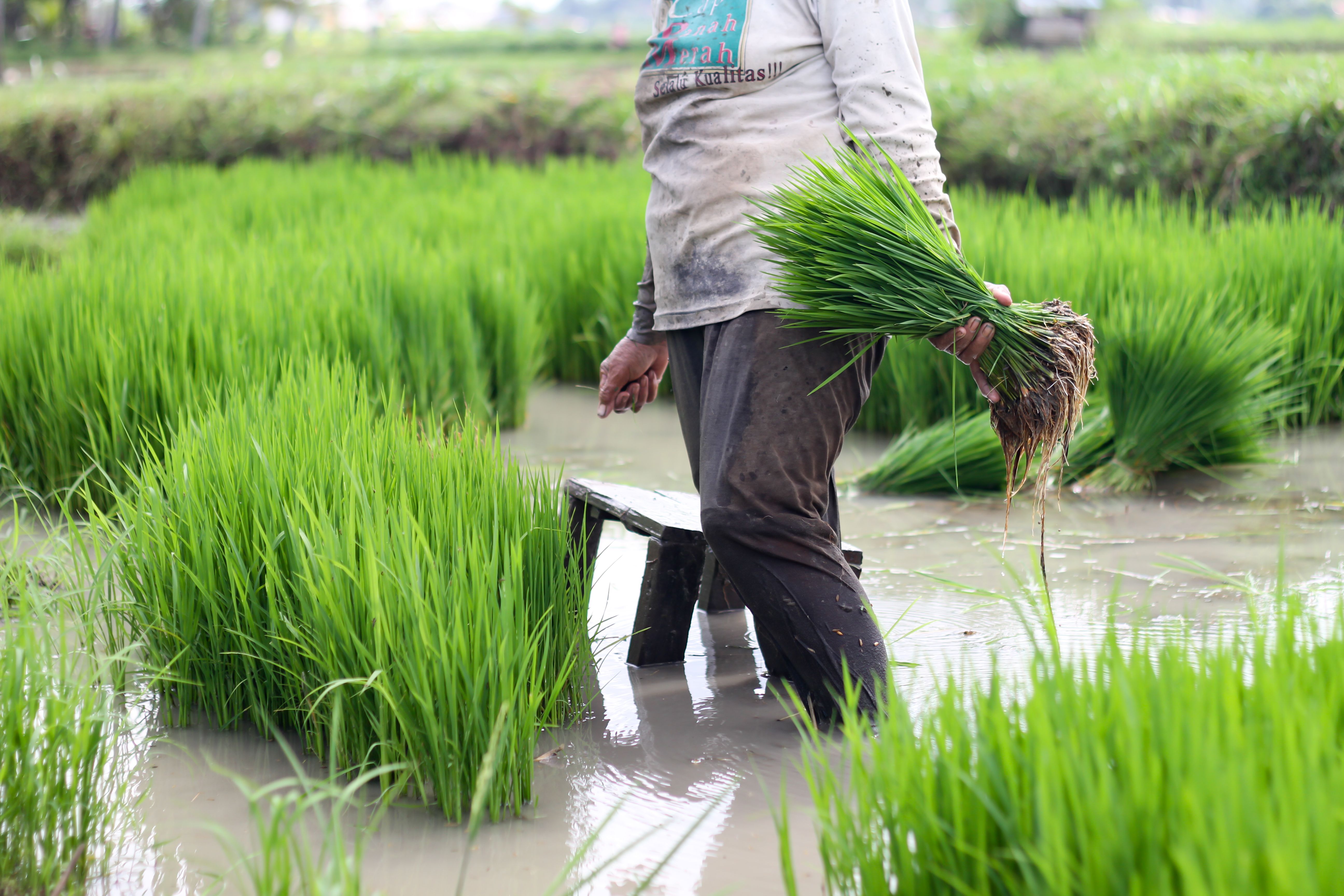 indonesia farm crops