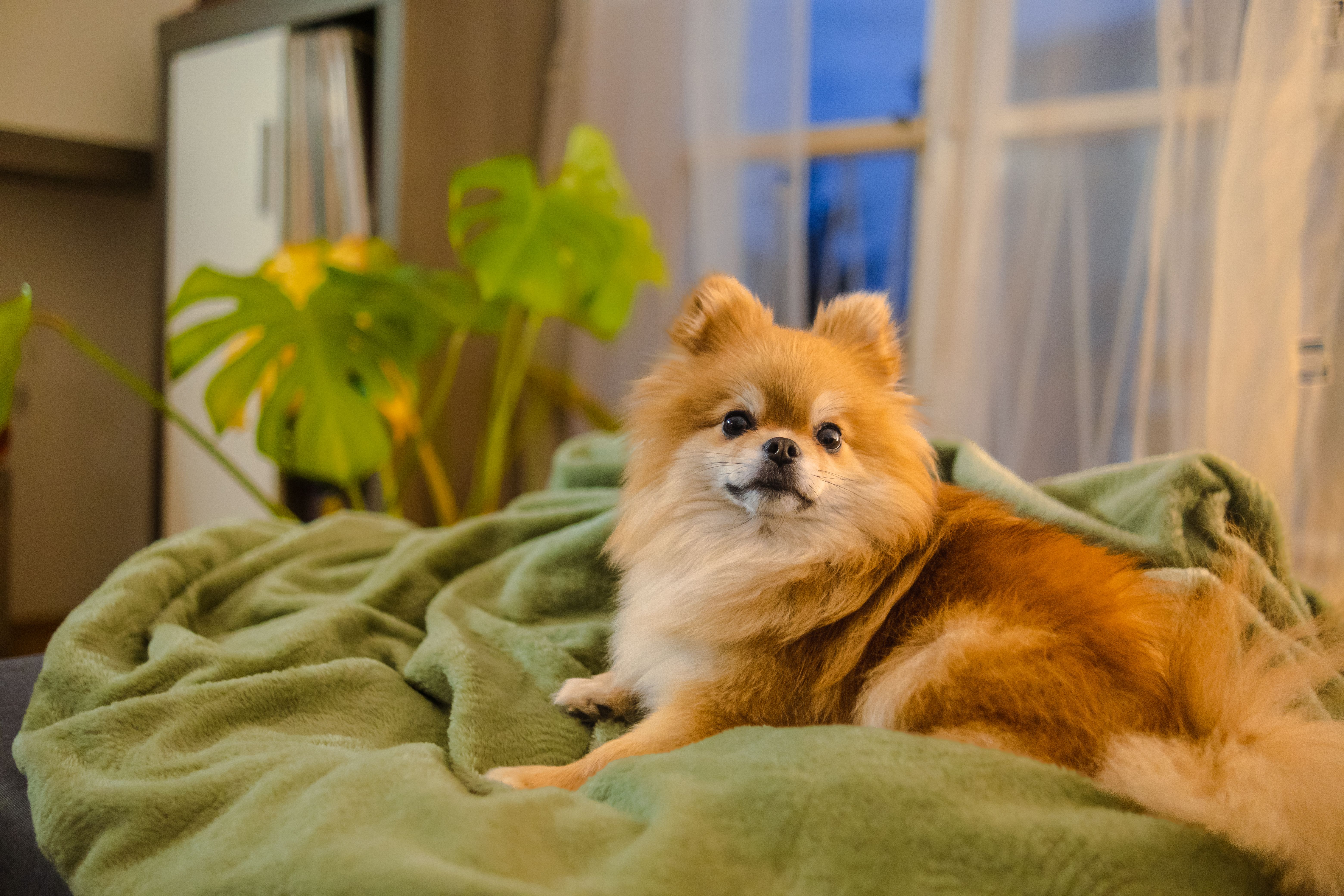 It's really cozy on the sofa in the evening