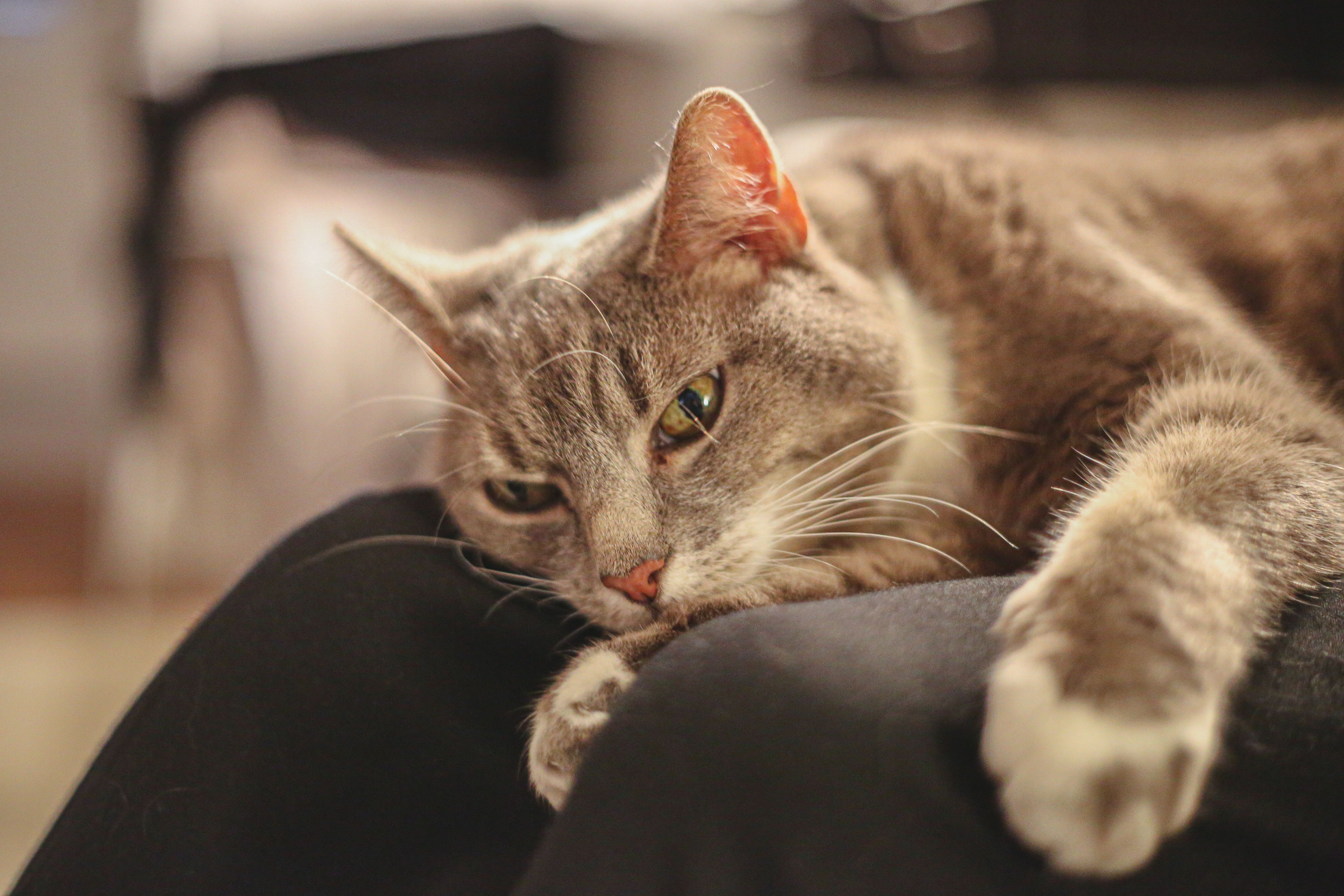 Tired grey cat resting on it's owner's lap