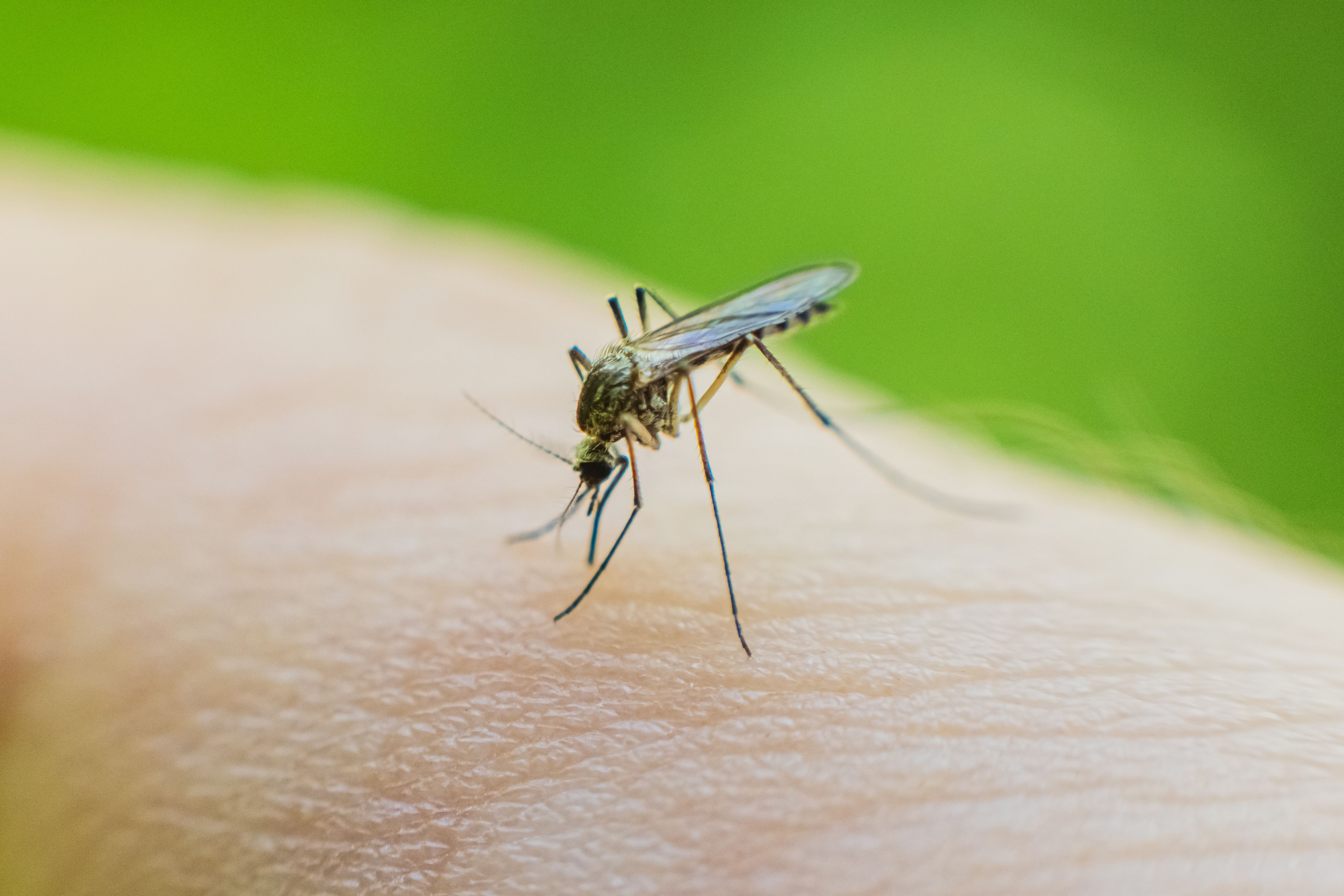 Mosquito on skin drinks blood.