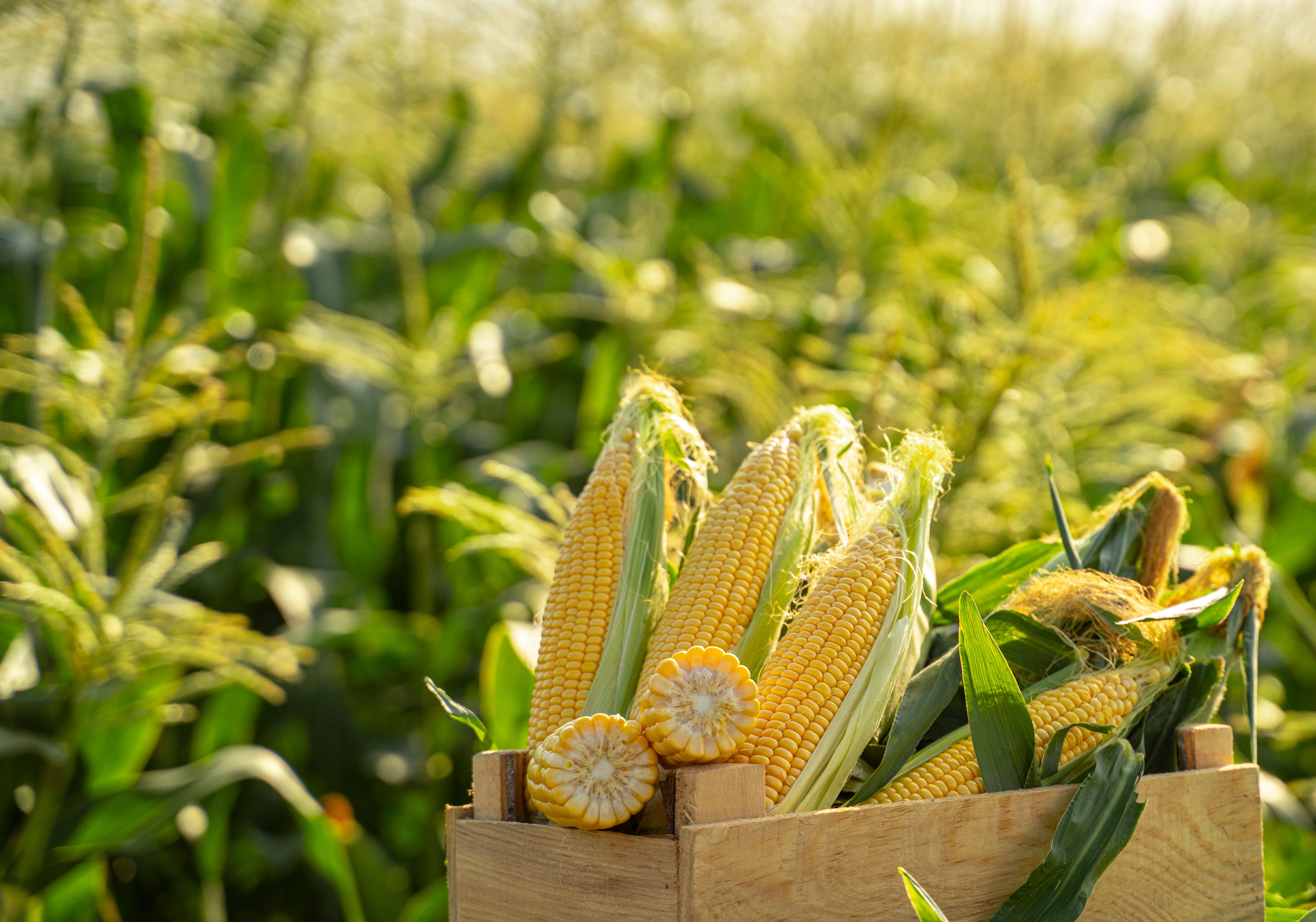 Corn plants on the field Corn plants on the field