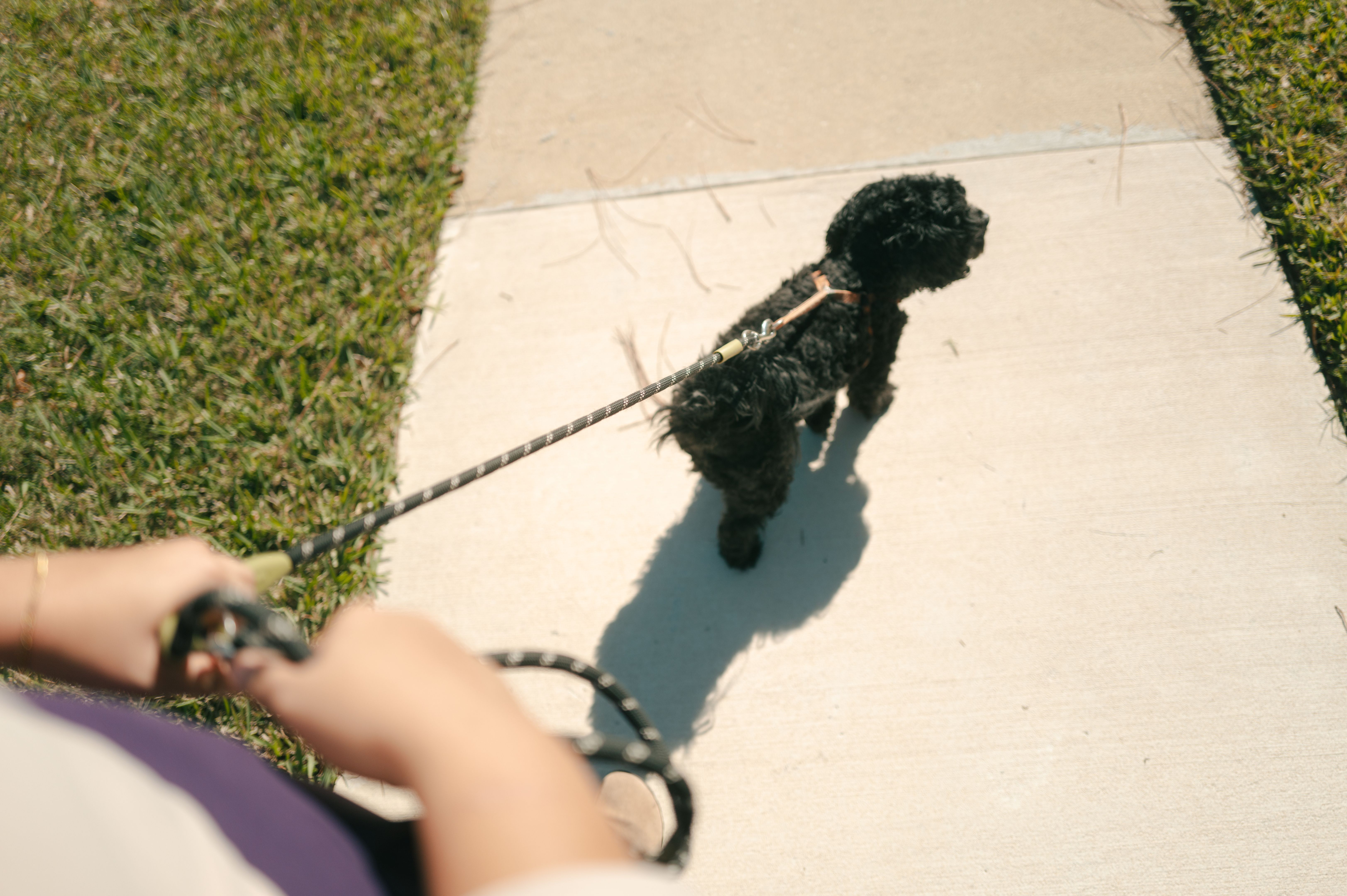 dog walker credentials