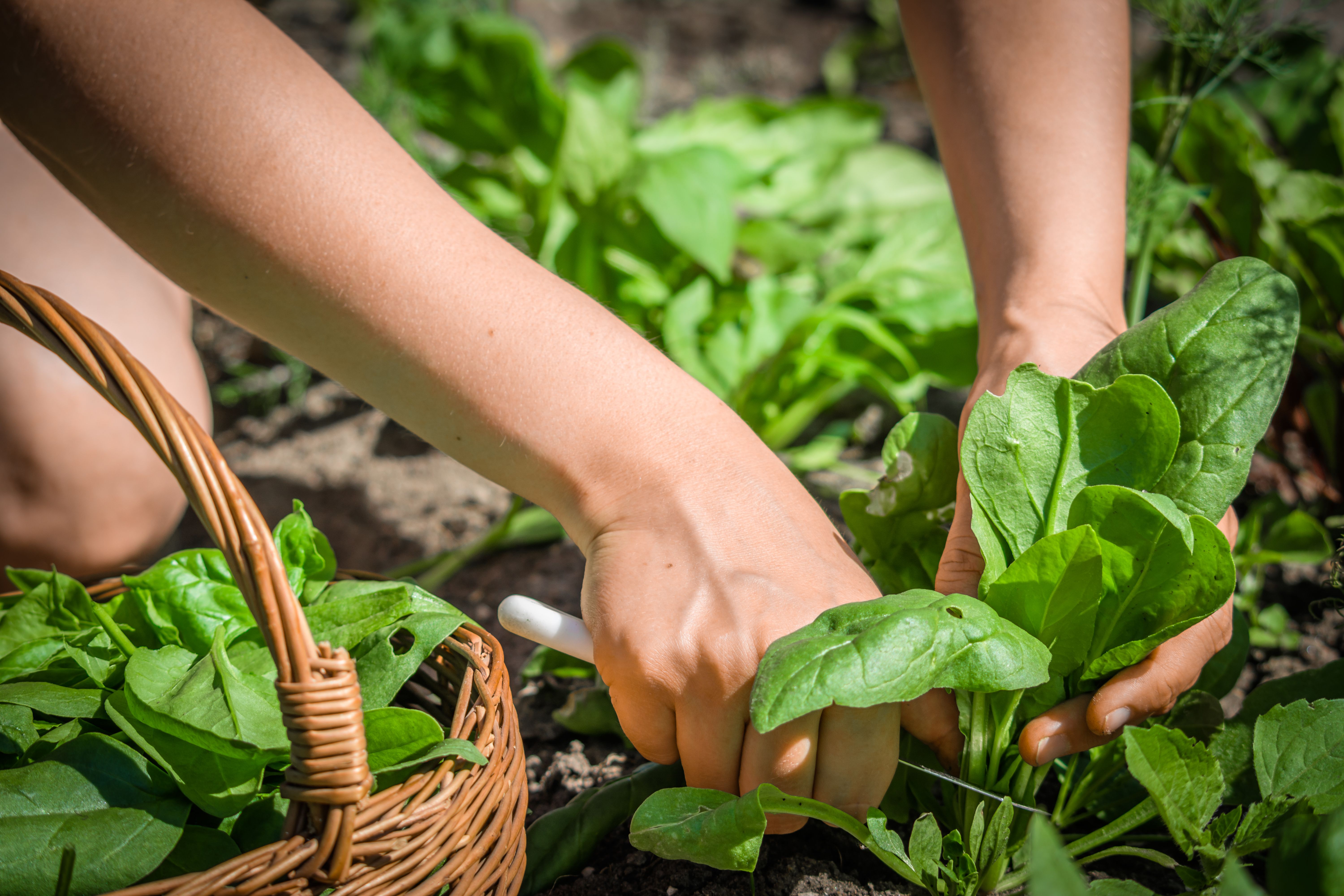 garden harvest