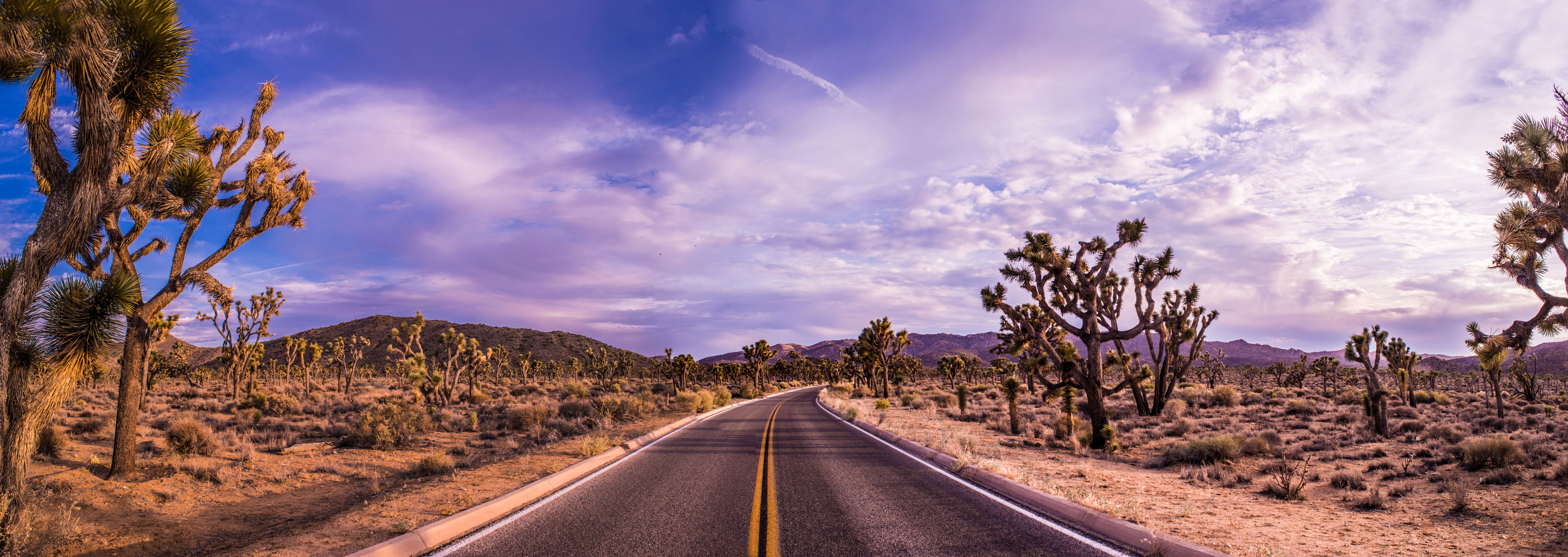 joshua tree road