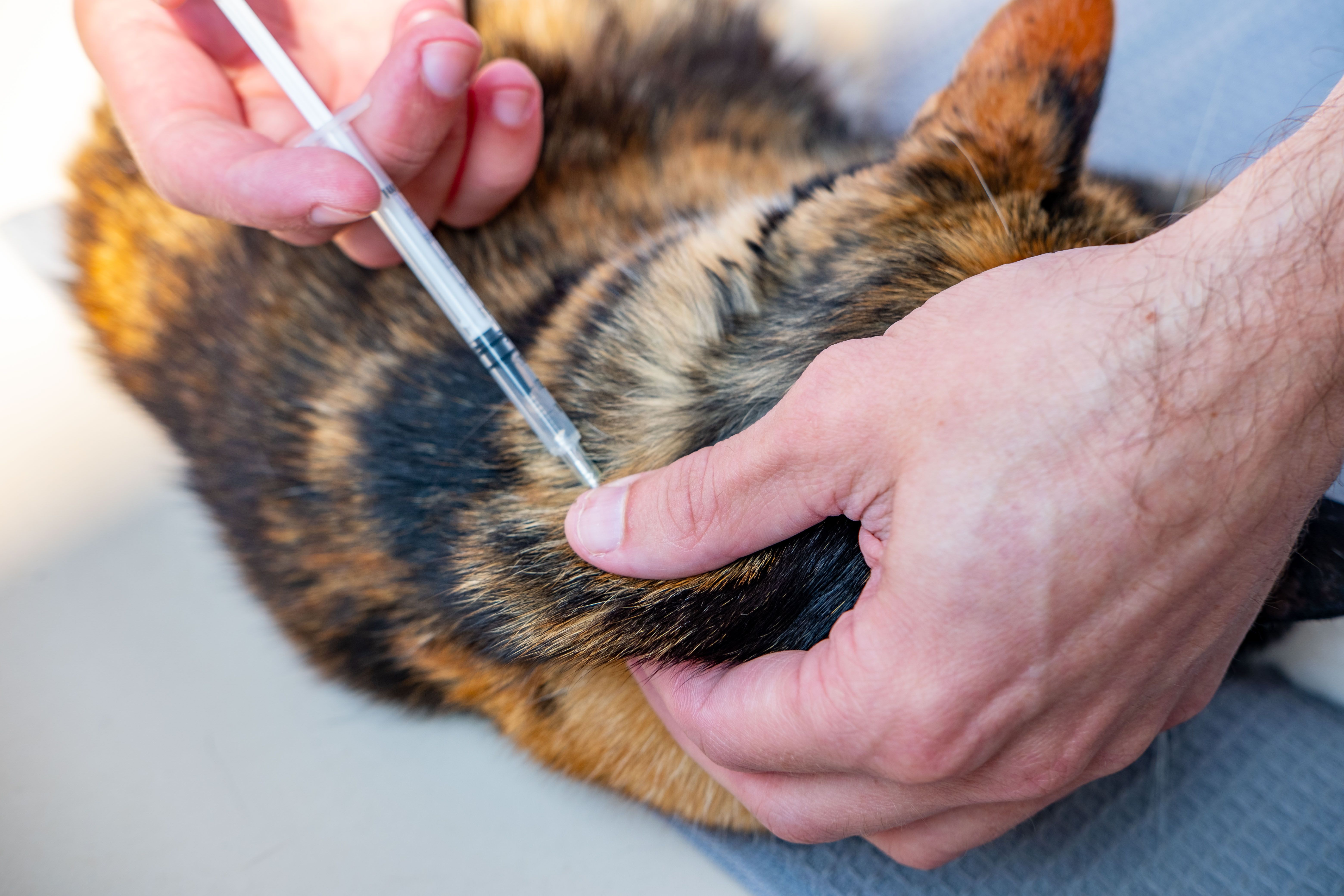 cat vaccination