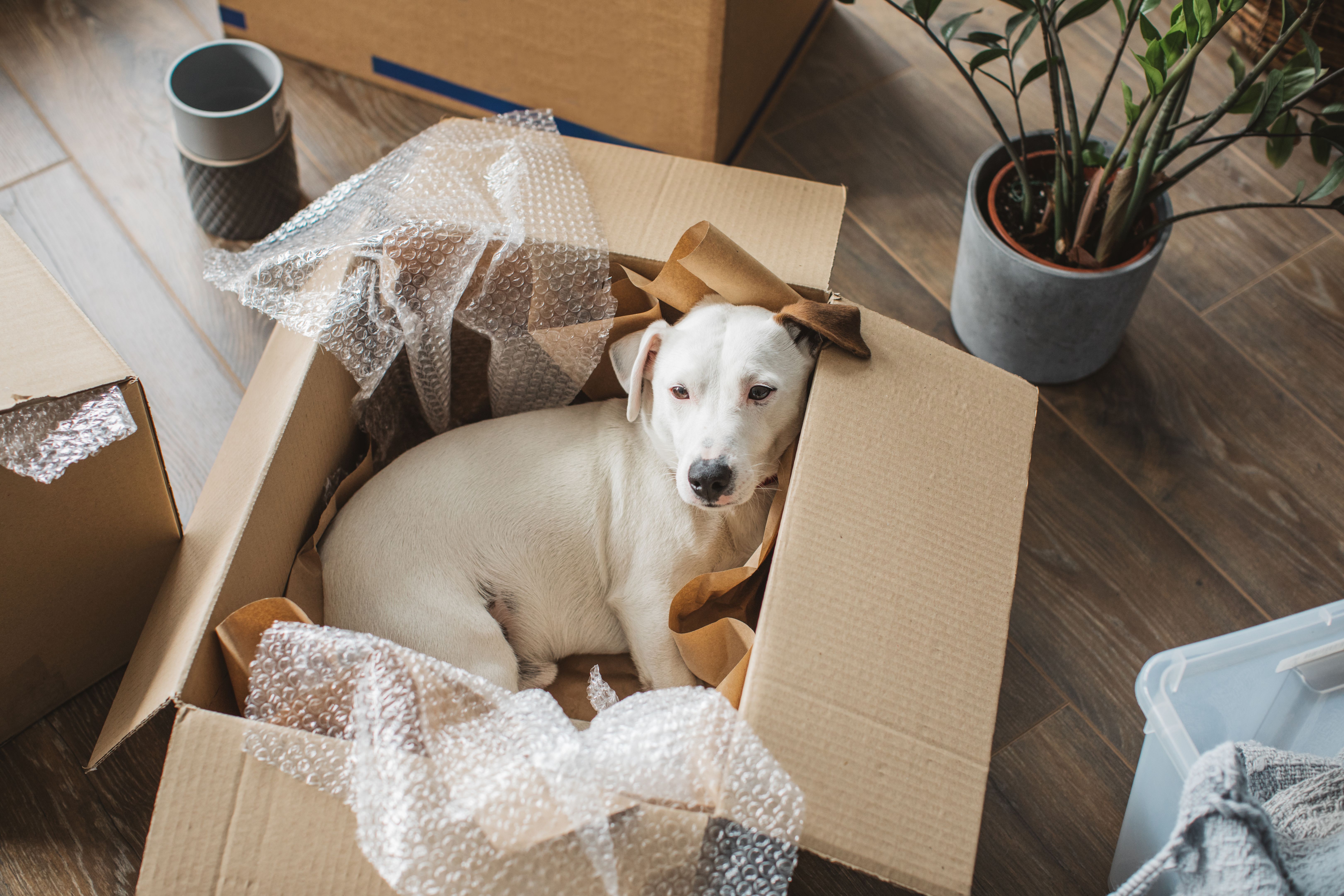 moving team