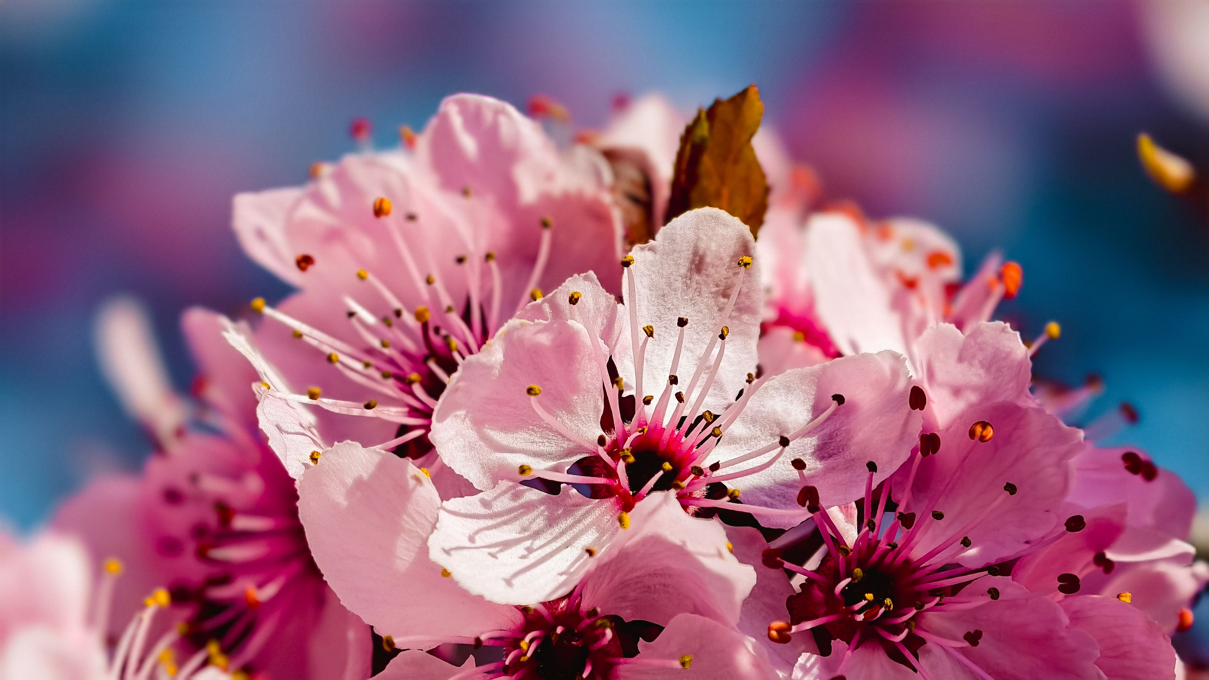 cherry blossom sweets