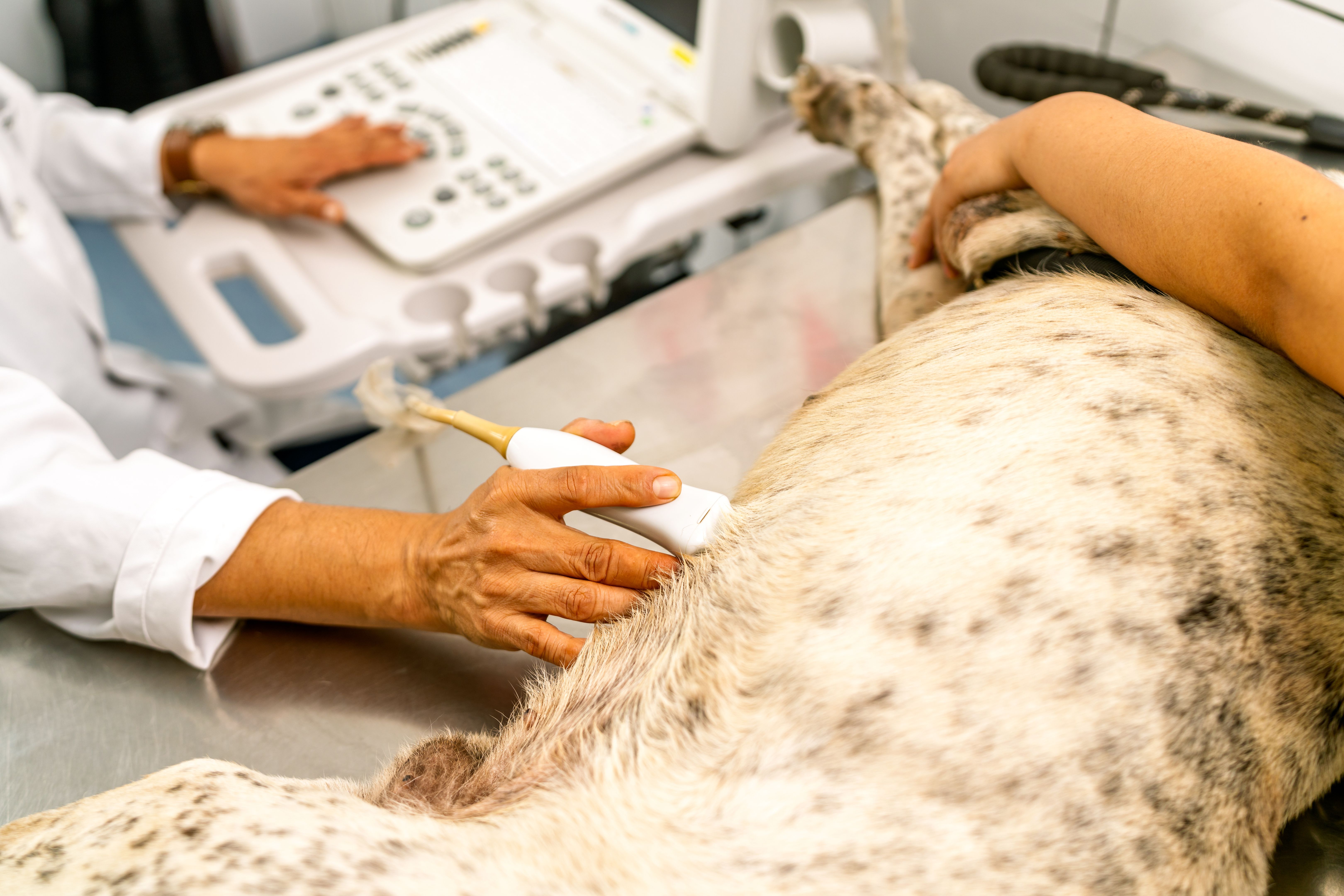 veterinary clinic