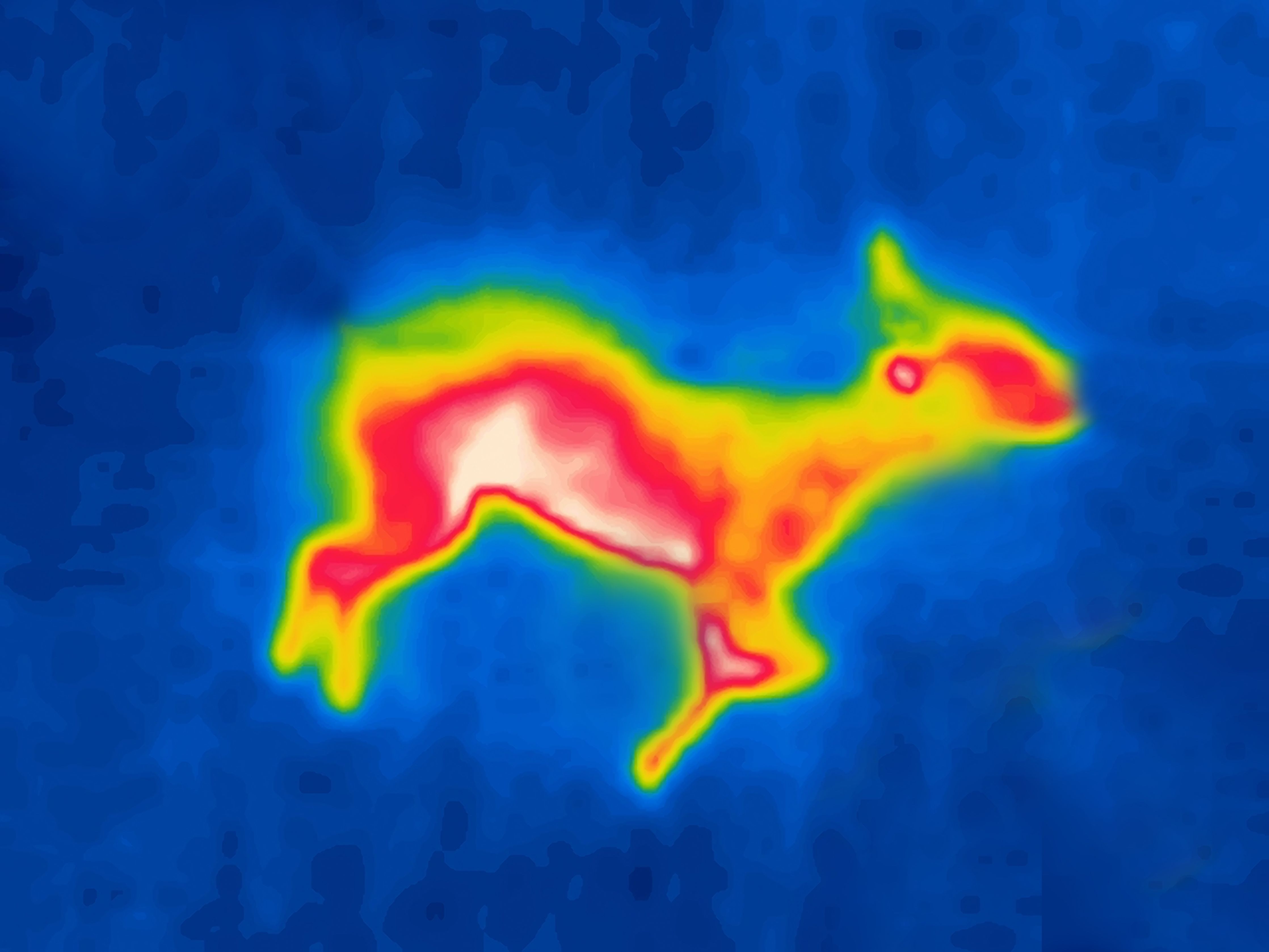 Ein totes Schaf liegt auf der Seite