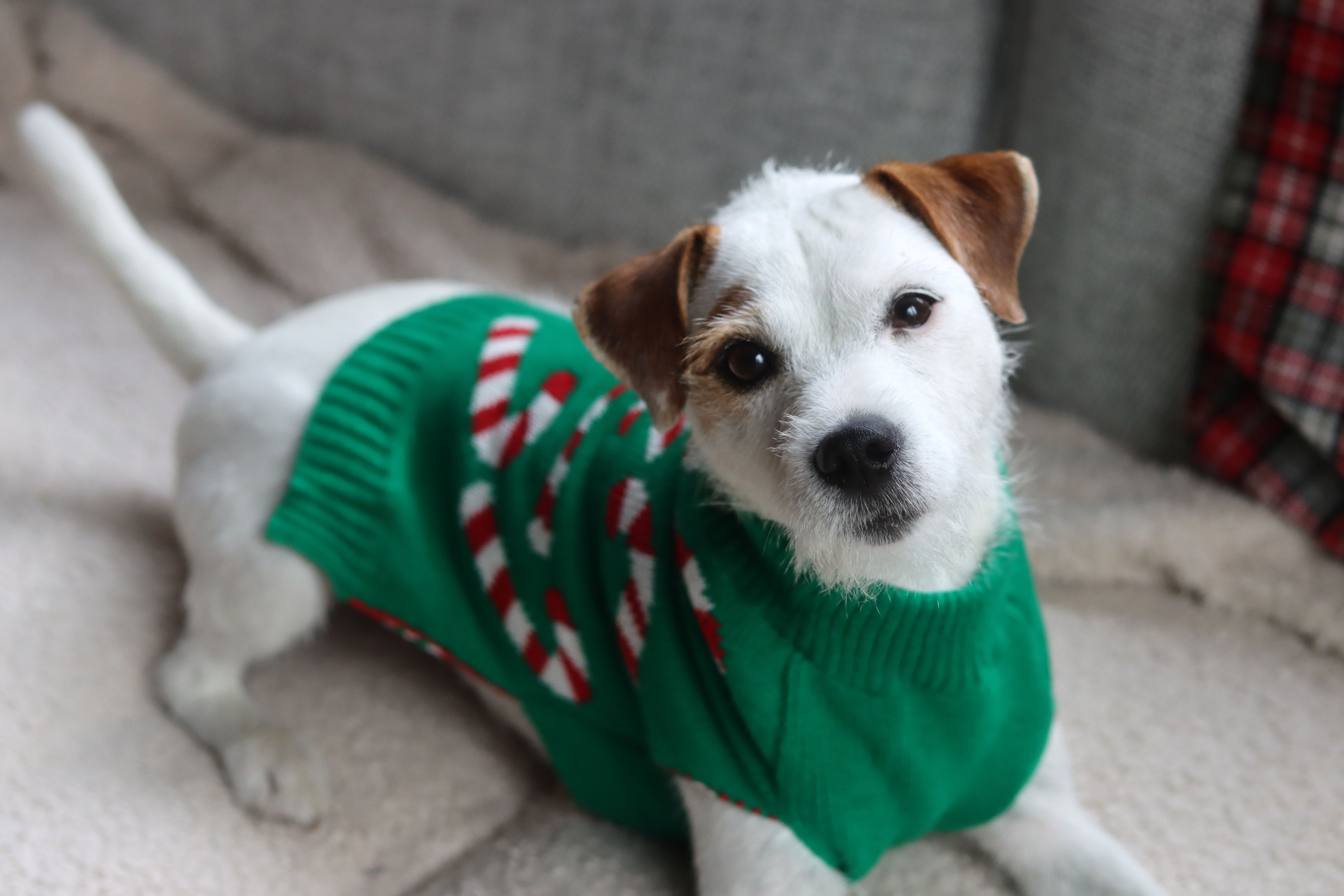 pet sweater