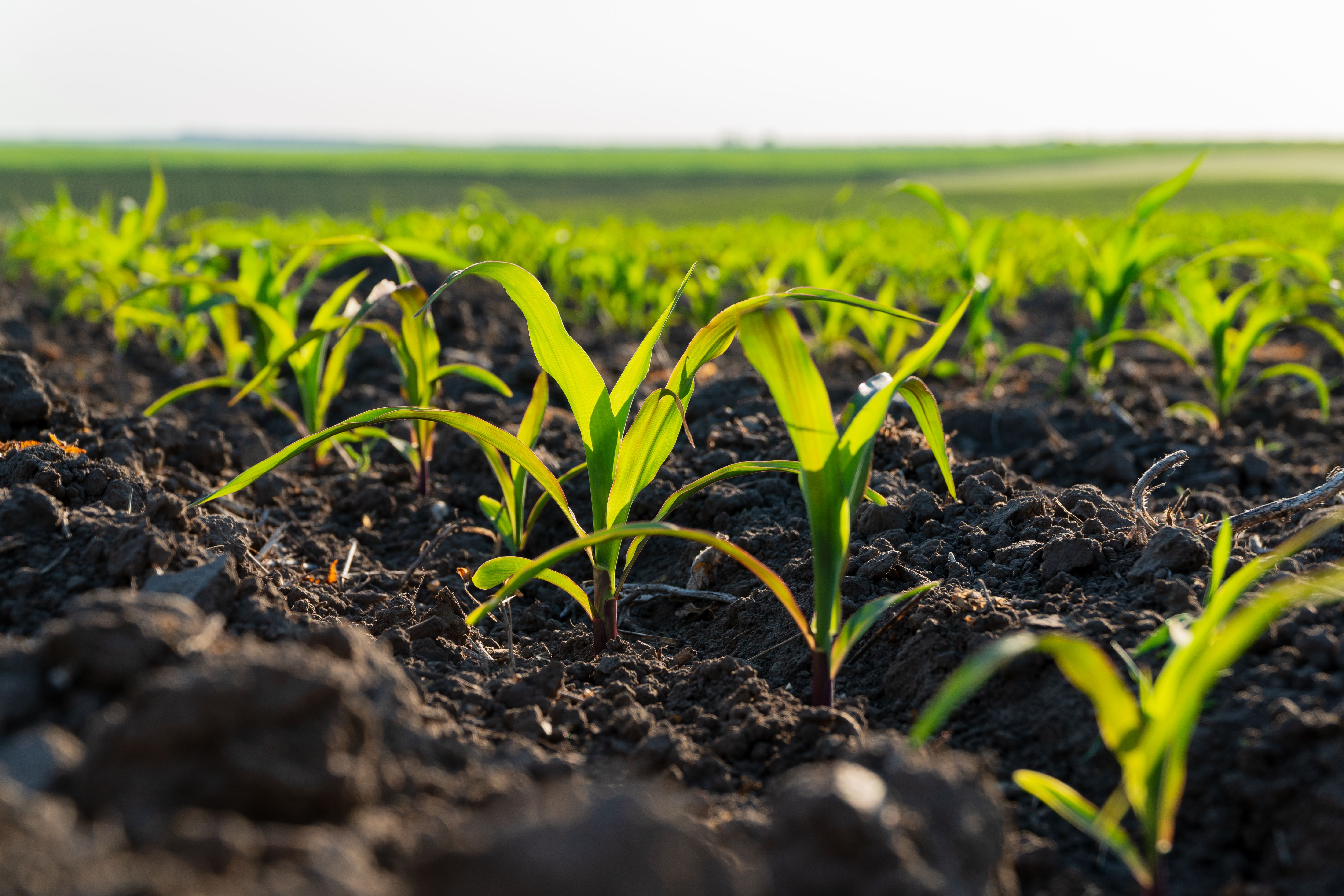 agriculture practices