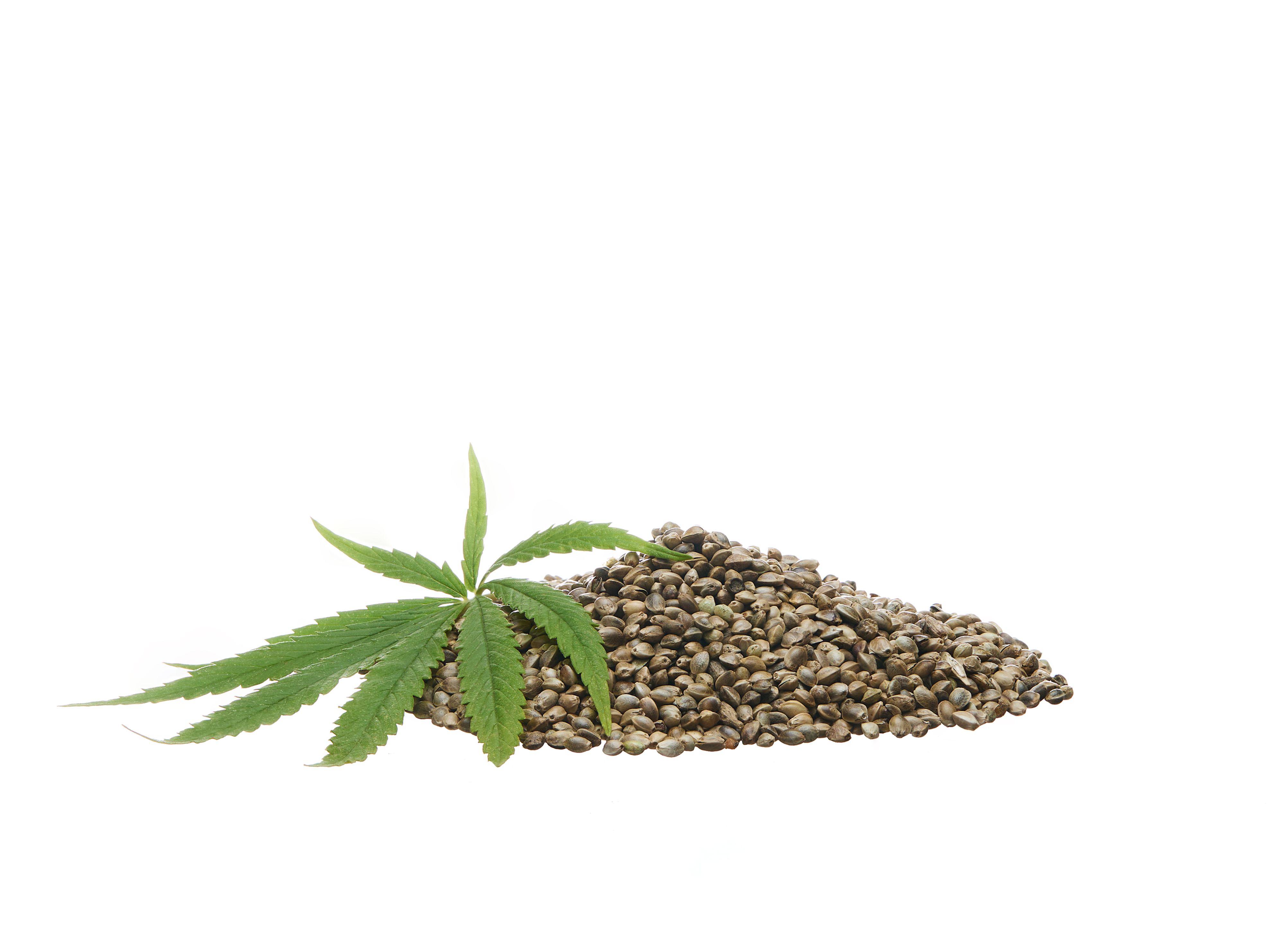 hemp seeds