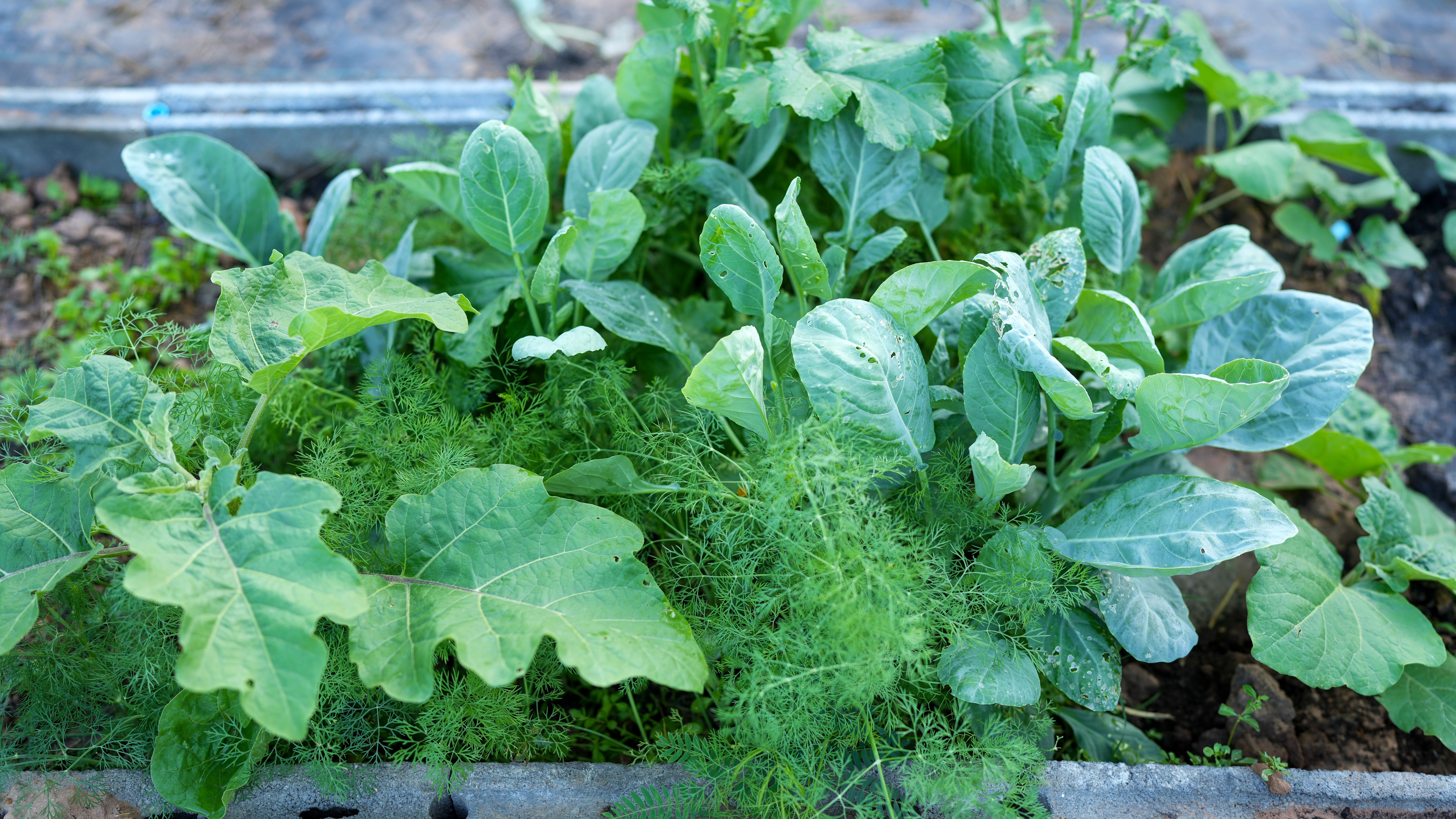 edible garden plants