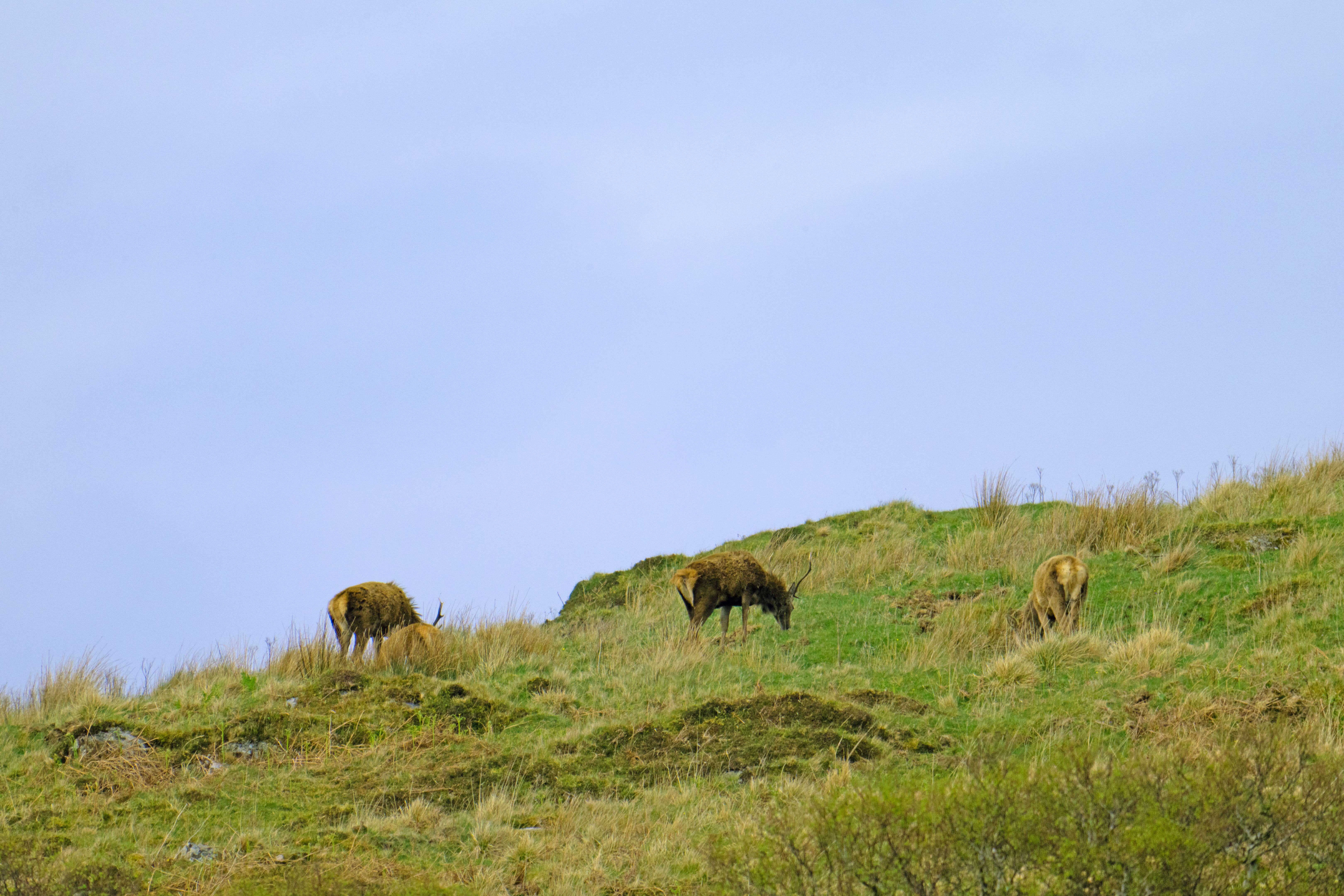 spring wildlife highlands