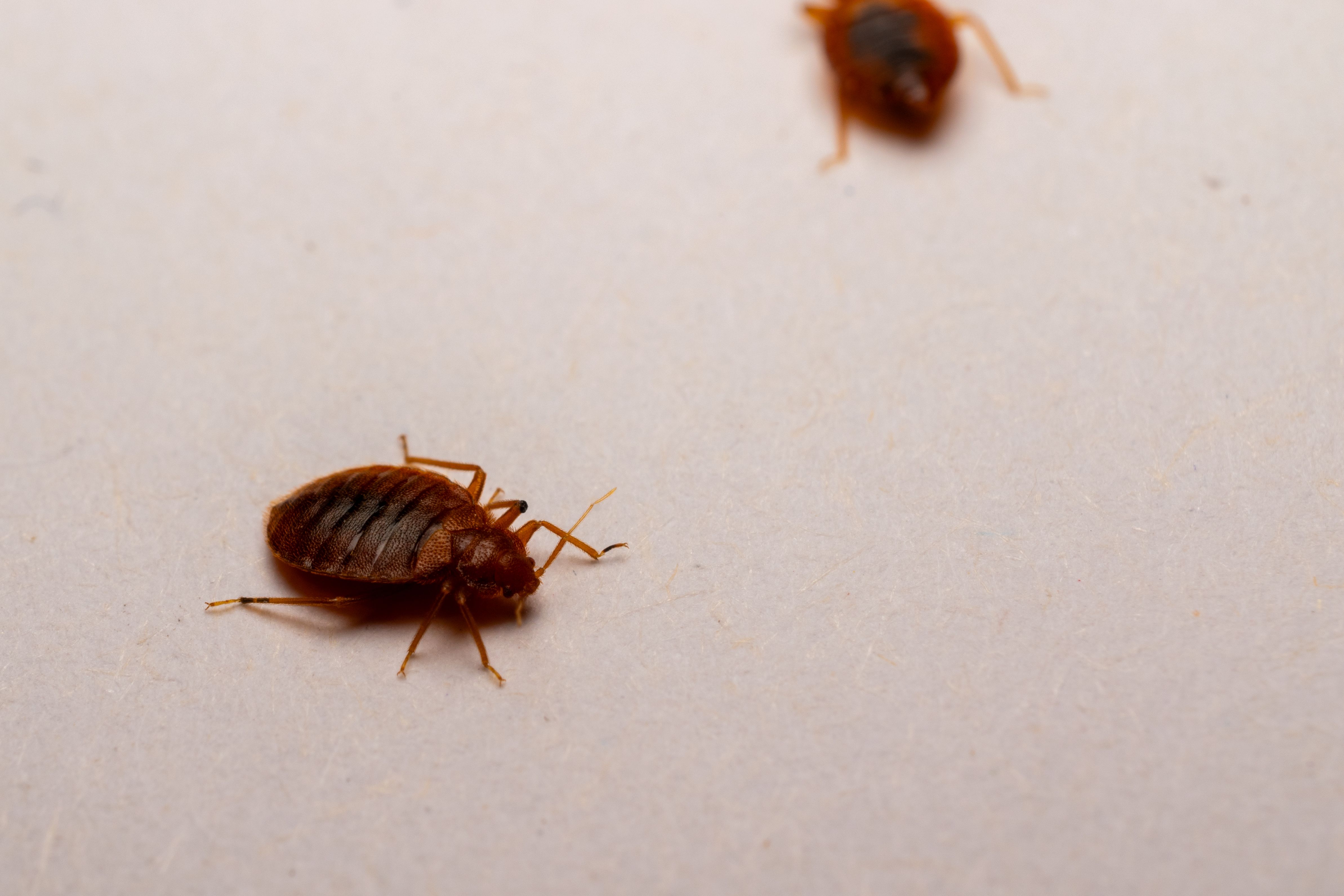 bed bug problem