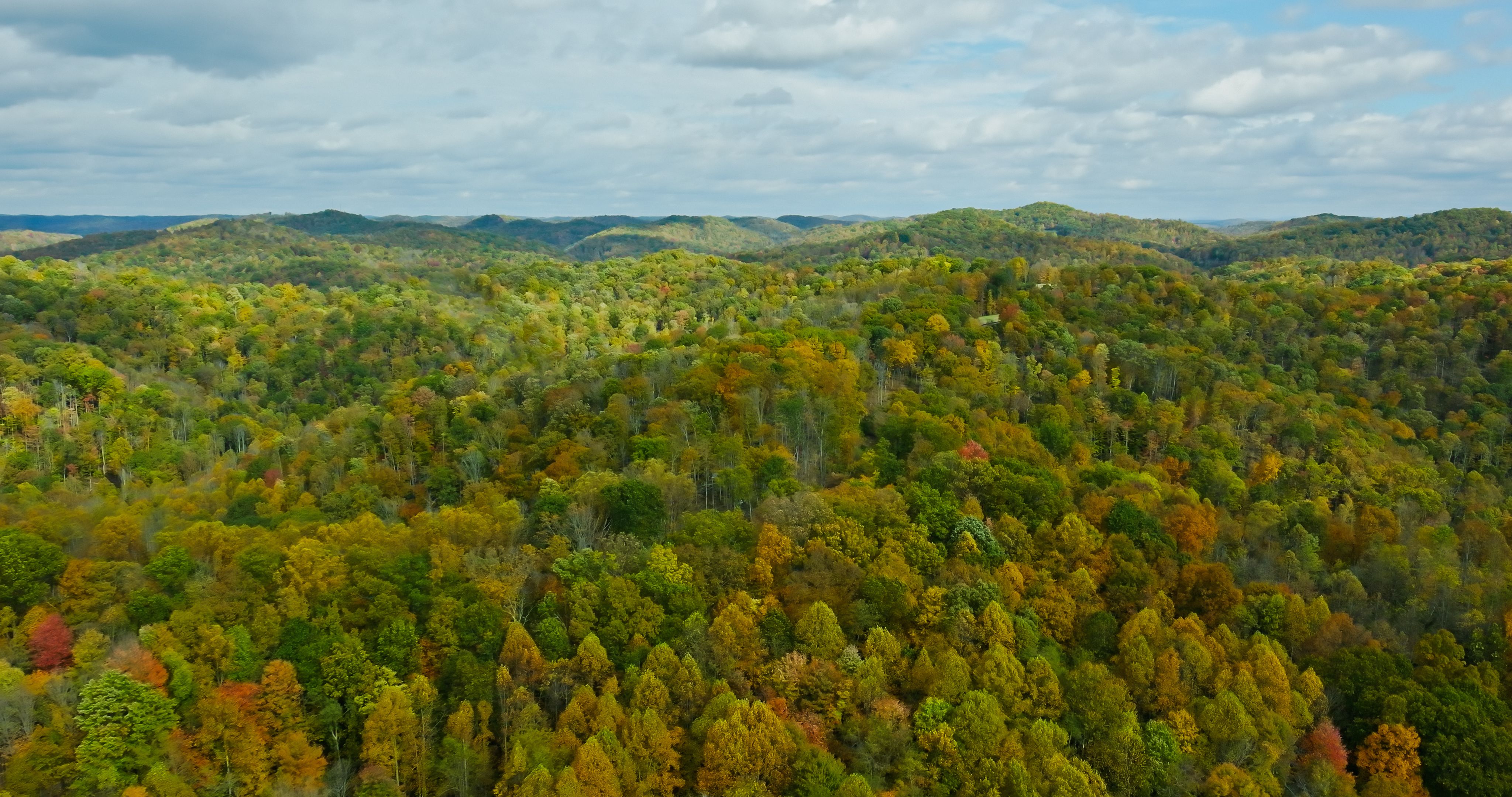 autumn forest drone