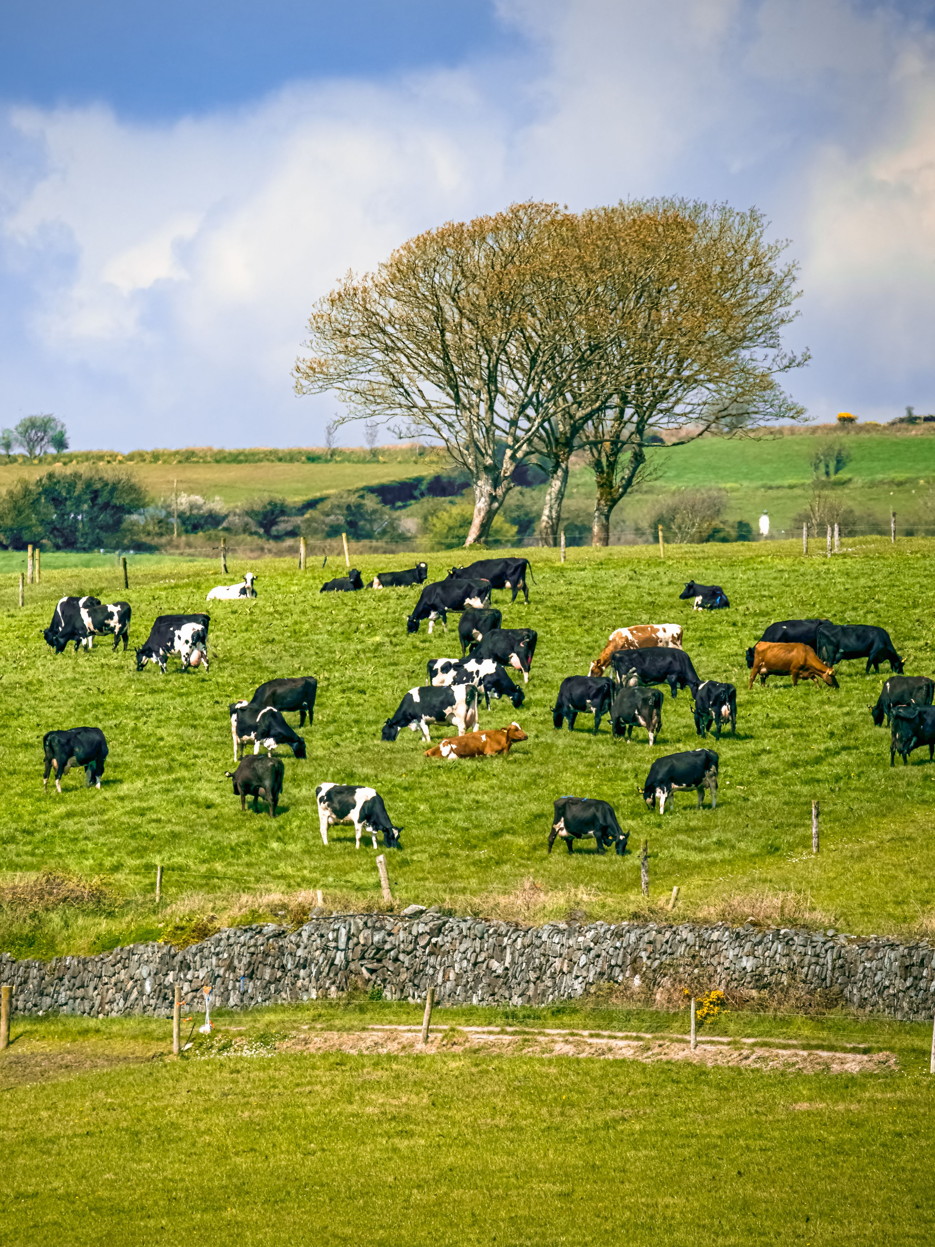 A herd of black and white dairy cows graze in a grassy field under a partly cloudy blue sky. A single tree stands in the middle ground, adding a touch of shade to the otherwise sunny day.