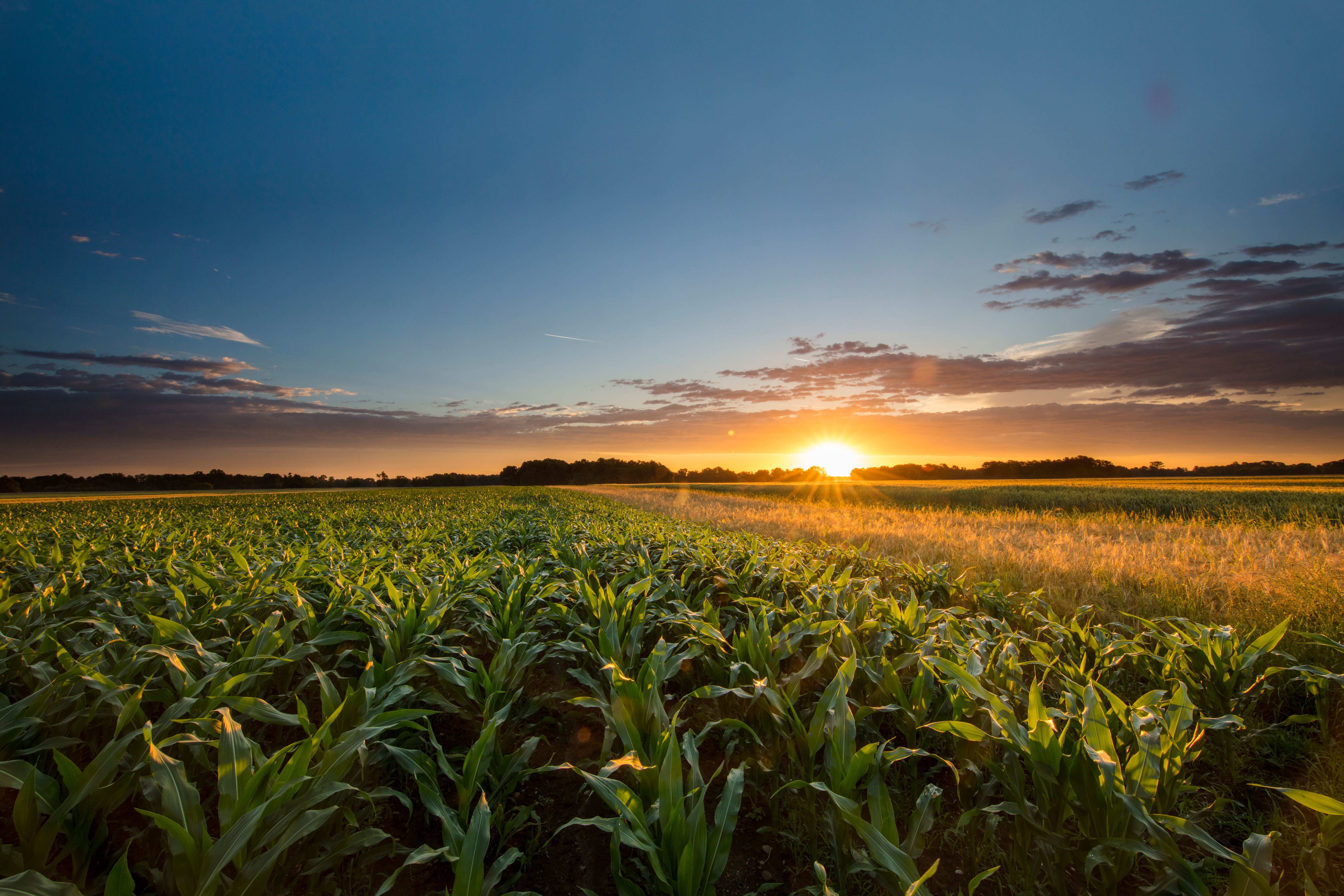field of crops