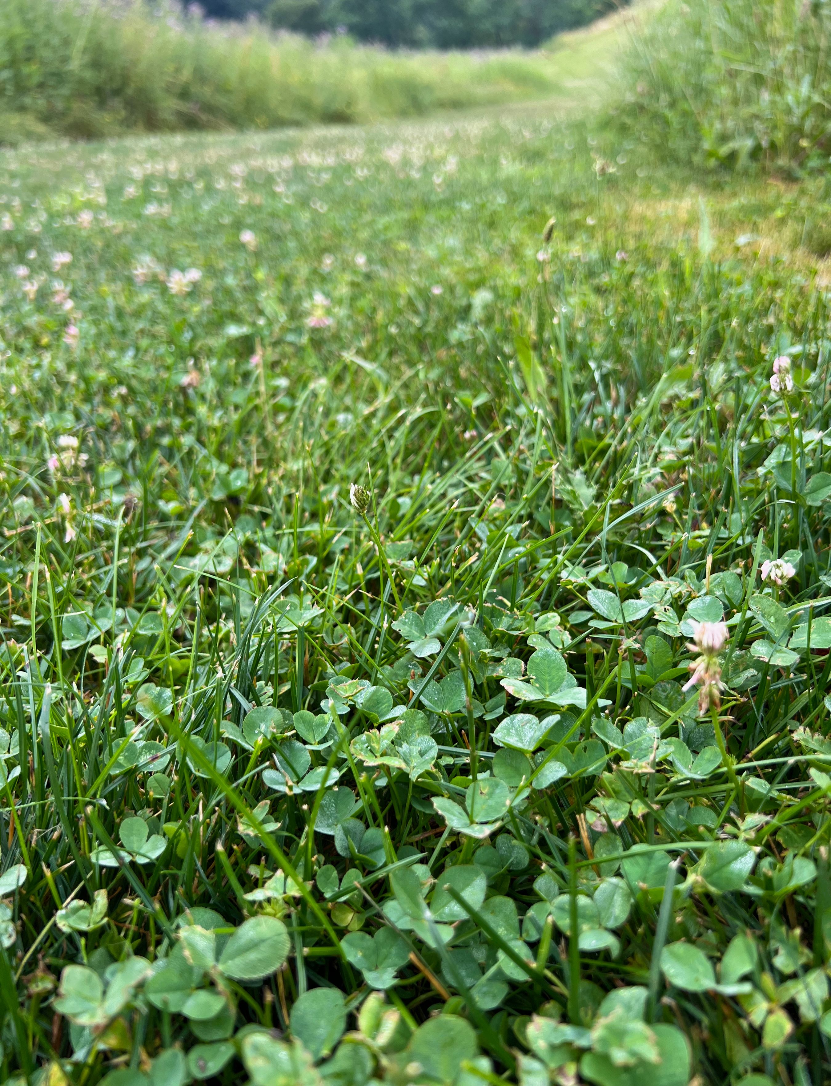 clover lawn maintenance